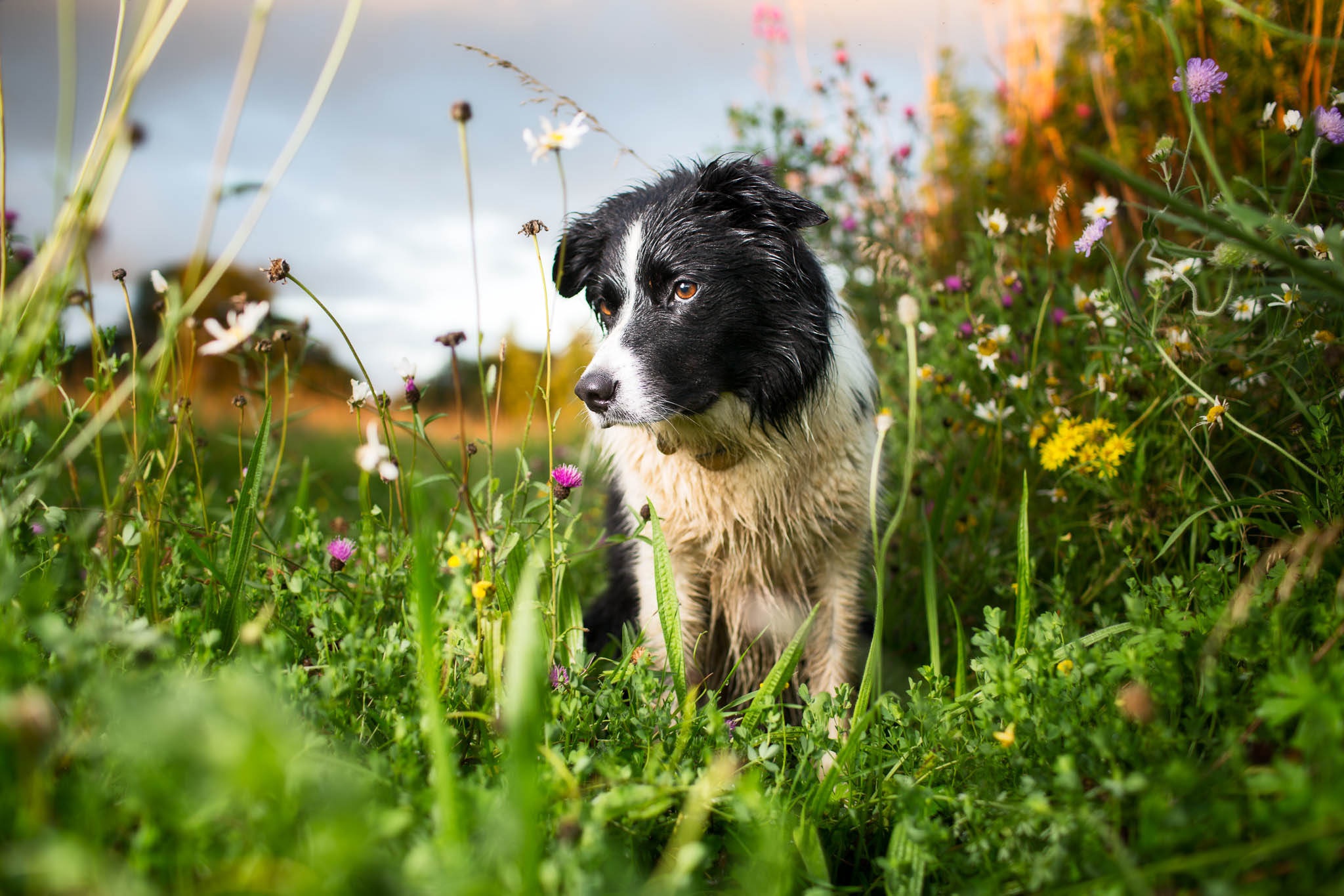 Laden Sie das Tiere, Hunde, Hund, Gras, Border Collie, Wildblume-Bild kostenlos auf Ihren PC-Desktop herunter