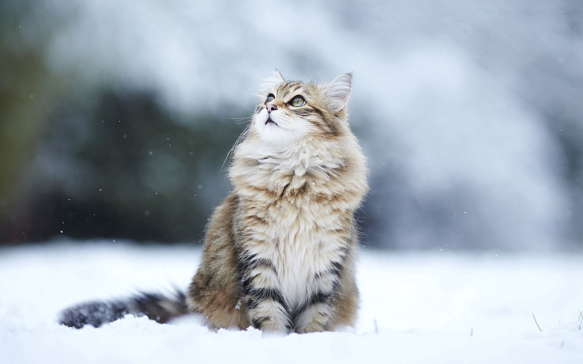 117180 скачать обои кот, снег, животные, сидит, пушистый - заставки и картинки бесплатно