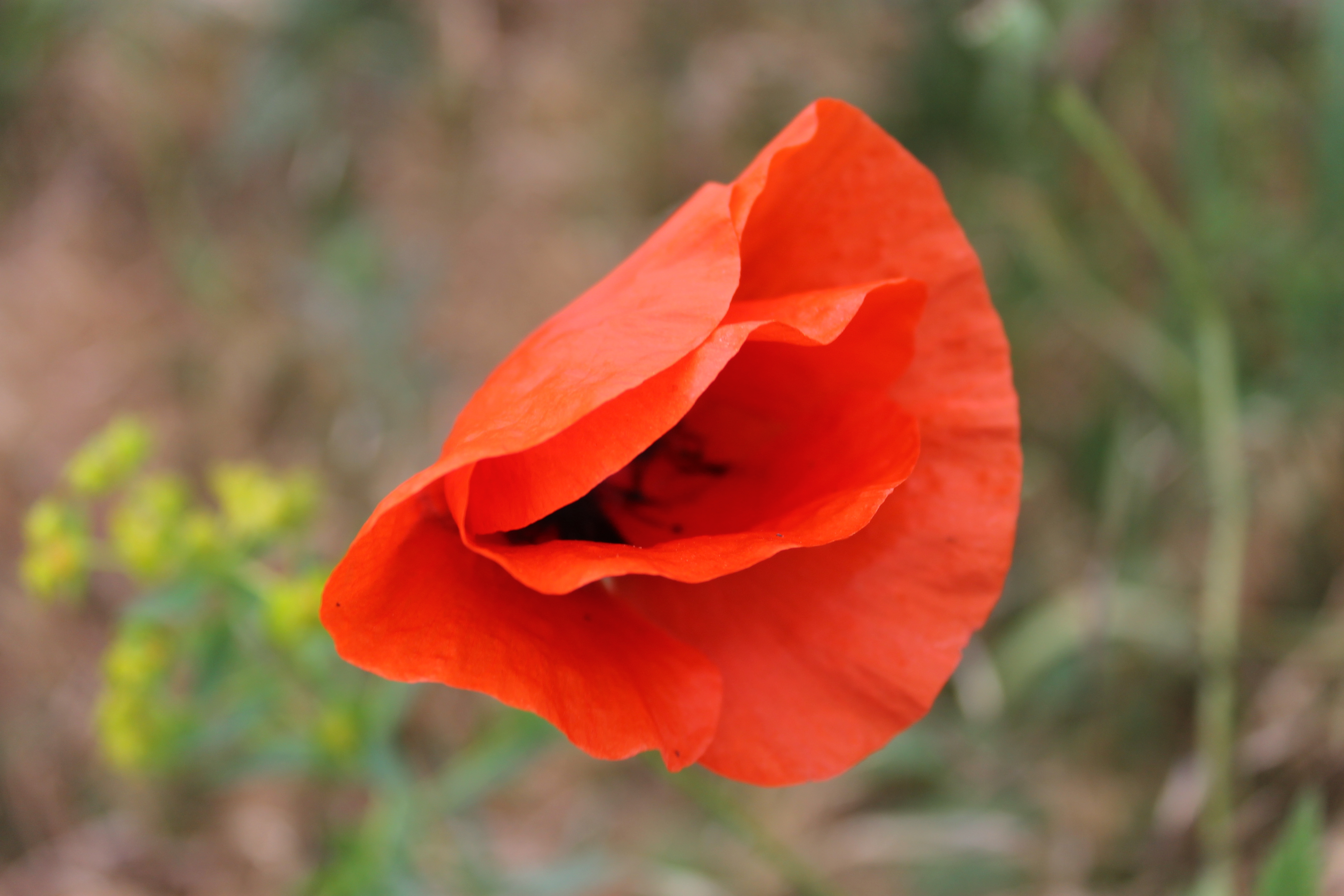 286705 Bildschirmschoner und Hintergrundbilder Blumen auf Ihrem Telefon. Laden Sie  Bilder kostenlos herunter