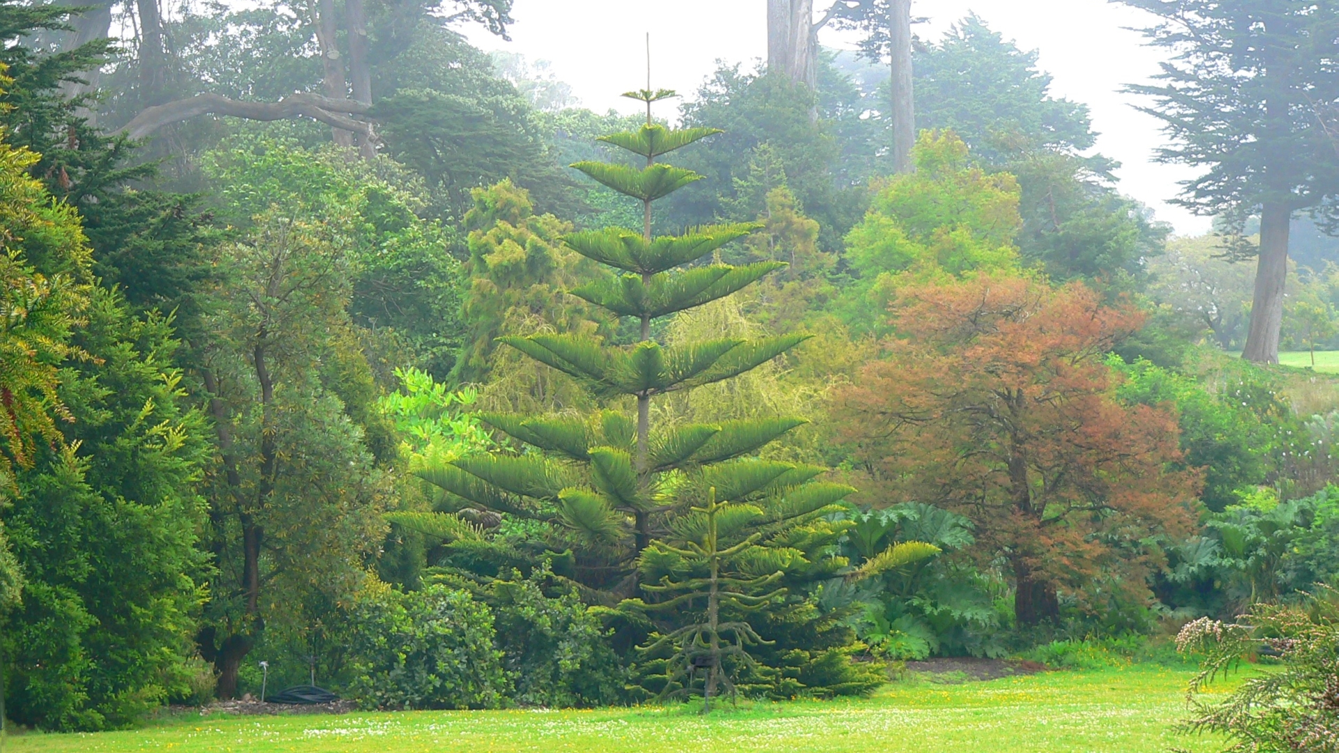 Download mobile wallpaper Man Made, Golden Gate Park for free.