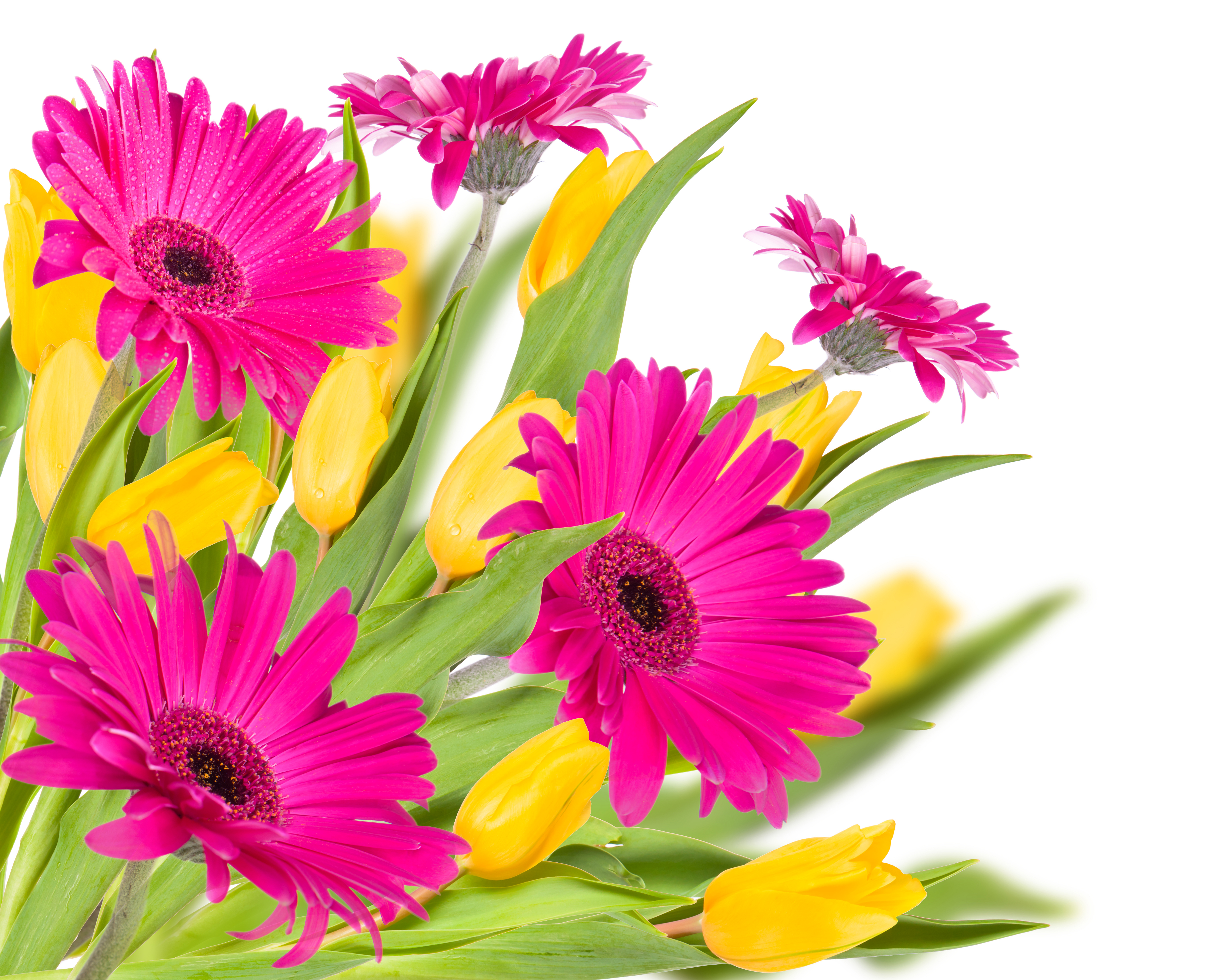 Laden Sie das Blumen, Blume, Tulpe, Gänseblümchen, Gelbe Blume, Wassertropfen, Erde/natur, Pinke Blume-Bild kostenlos auf Ihren PC-Desktop herunter