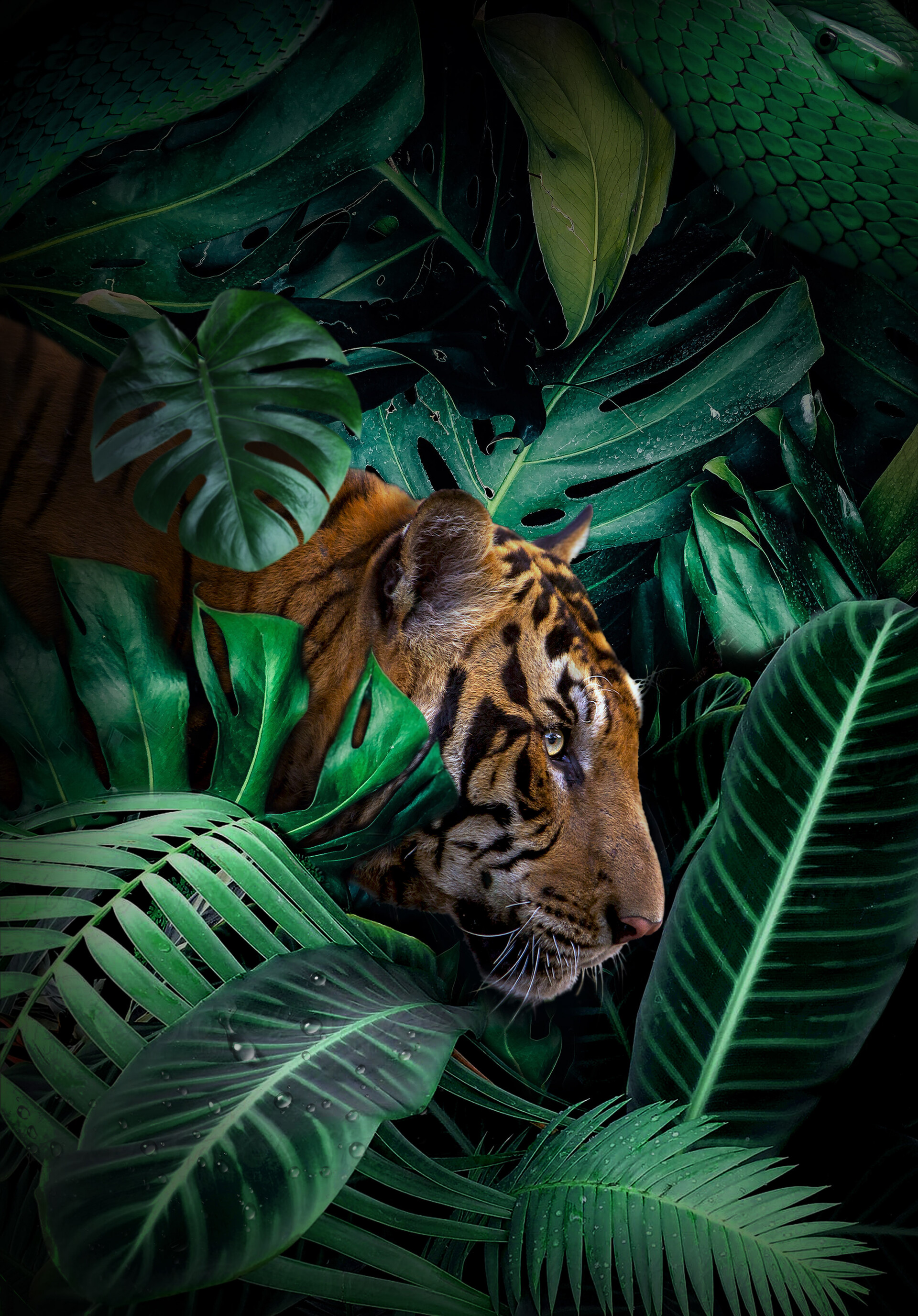 66069 Hintergrundbild herunterladen big cat, tiere, wilde natur, tiger, predator, große katze, raubtier, wildlife, dschungel - Bildschirmschoner und Bilder kostenlos