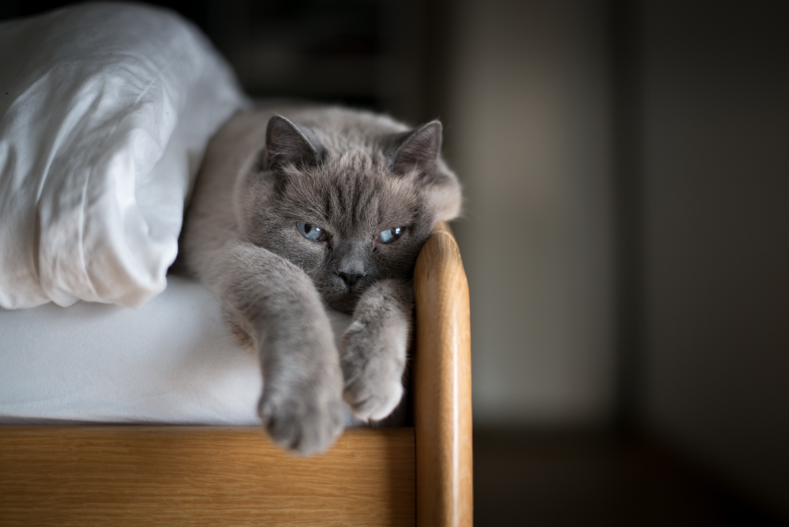 Download mobile wallpaper Cats, Cat, Animal, Resting, Stare for free.