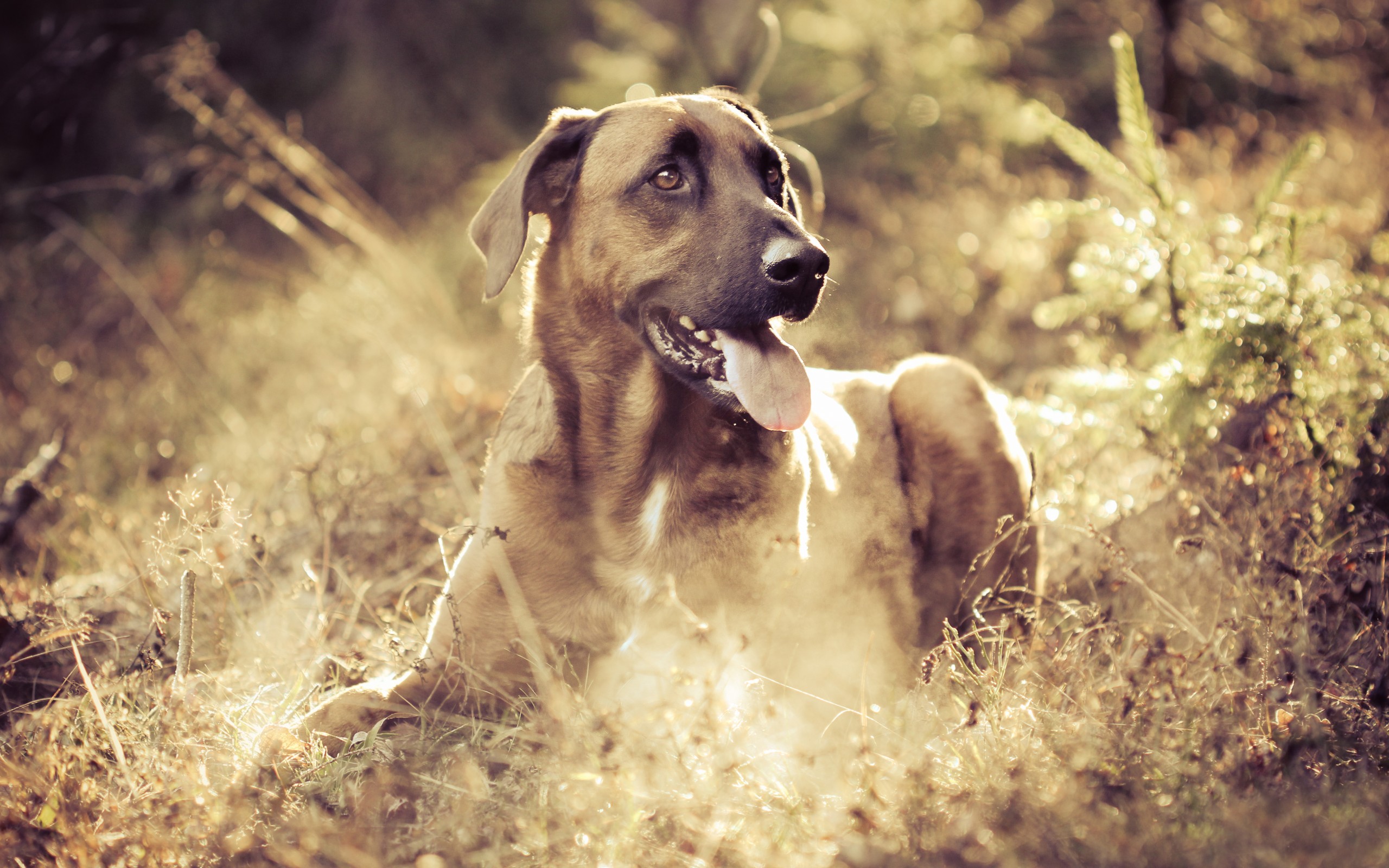 Handy-Wallpaper Tiere, Hunde, Hund kostenlos herunterladen.