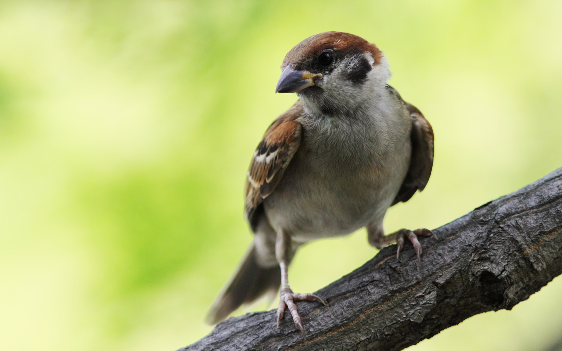 Descarga gratuita de fondo de pantalla para móvil de Animales, Aves, Ave.