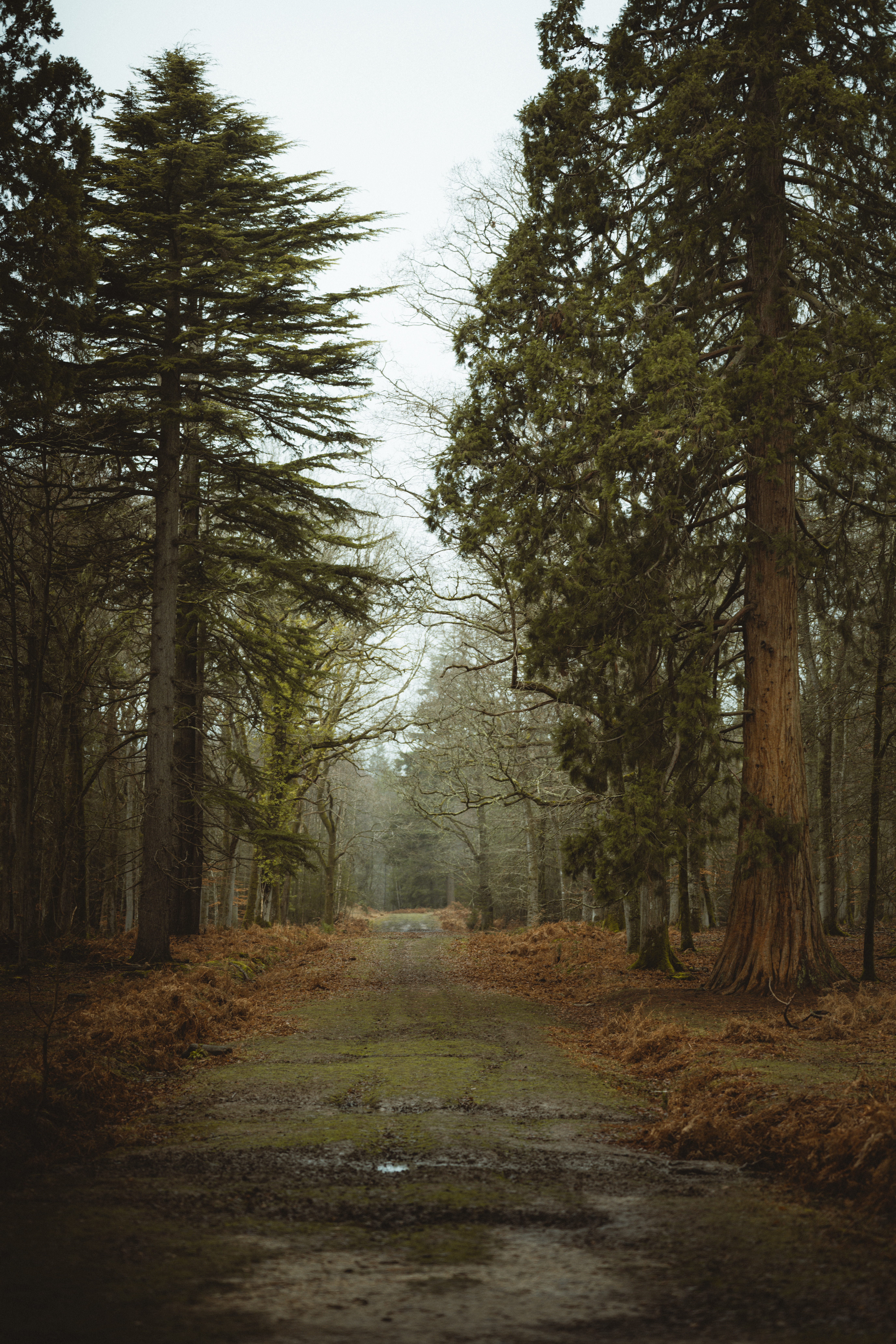Free download wallpaper Trees, Mud, Dirt, Road, Forest, Nature on your PC desktop