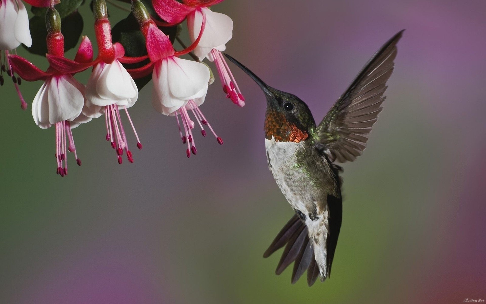 276656 descargar fondo de pantalla colibrí, animales, aves: protectores de pantalla e imágenes gratis