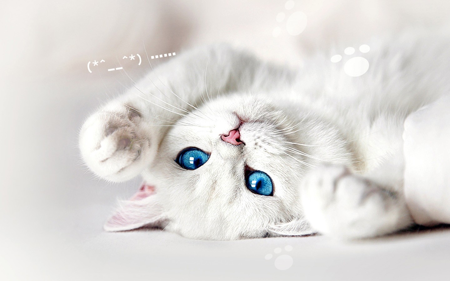 Download mobile wallpaper Cats, Cat, Animal for free.