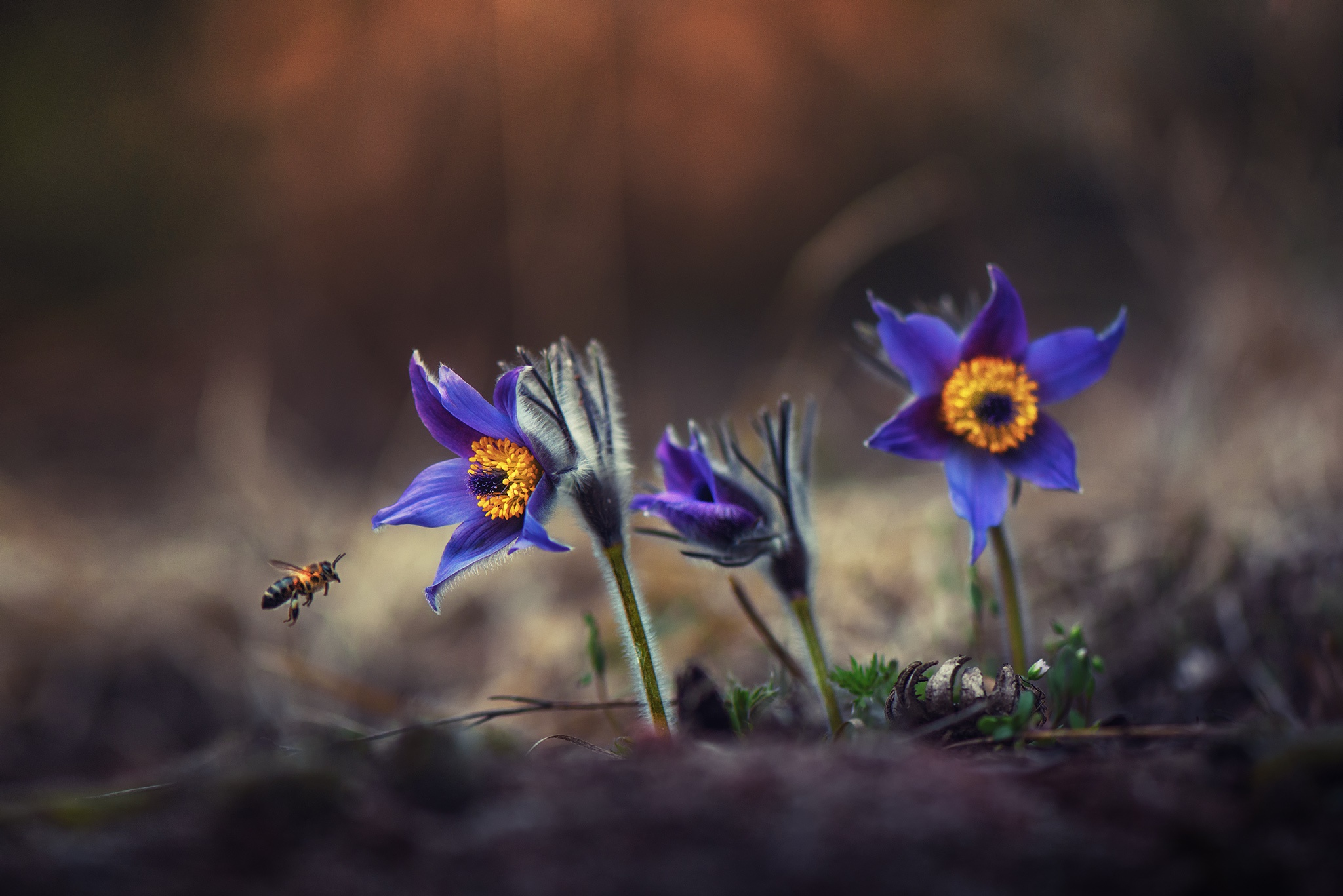 Скачать обои бесплатно Природа, Цветок, Макро, Пчела, Земля/природа, Синий Цветок, Флауэрсы картинка на рабочий стол ПК