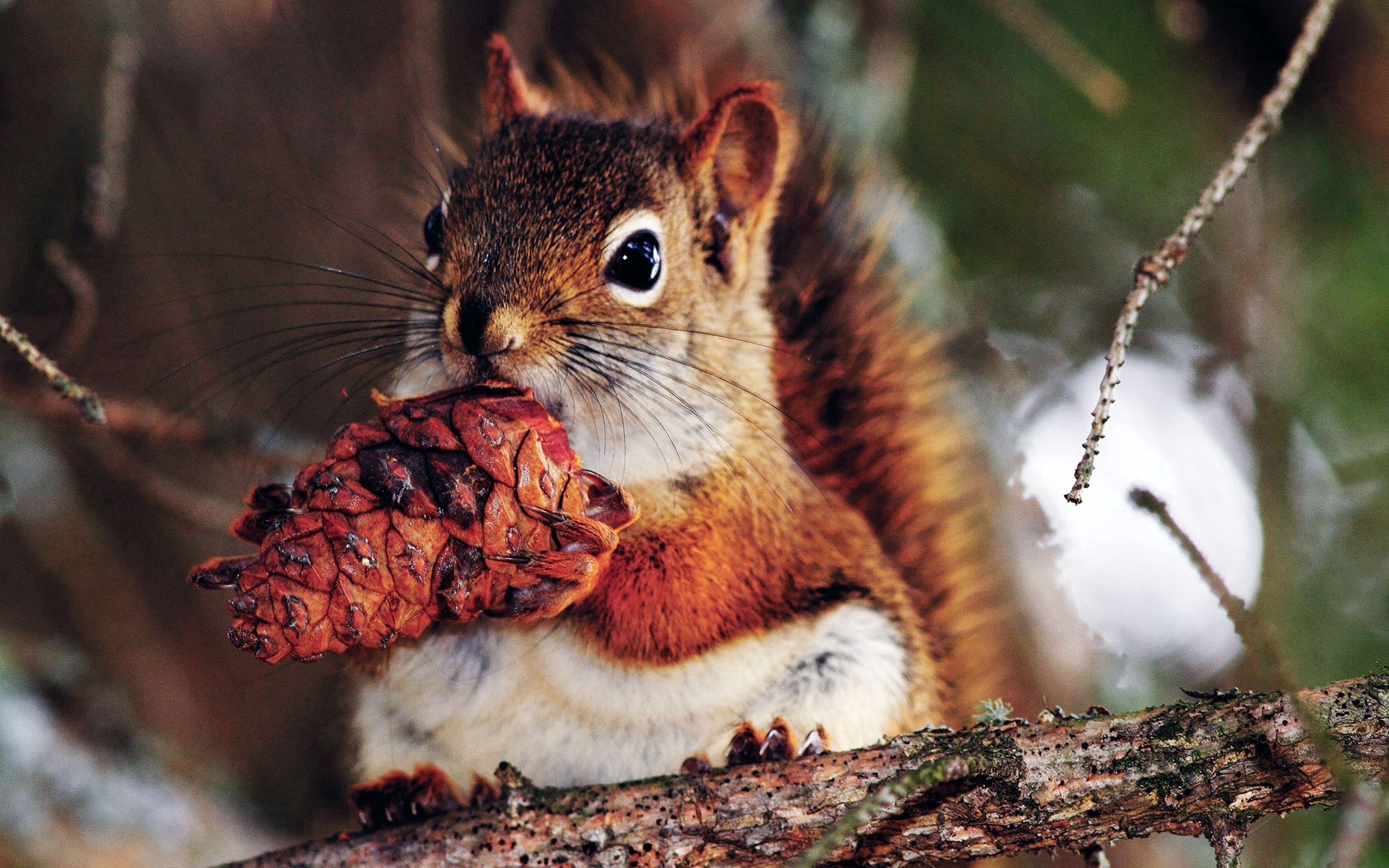 squirrel, animals, food, branches, nut lock screen backgrounds