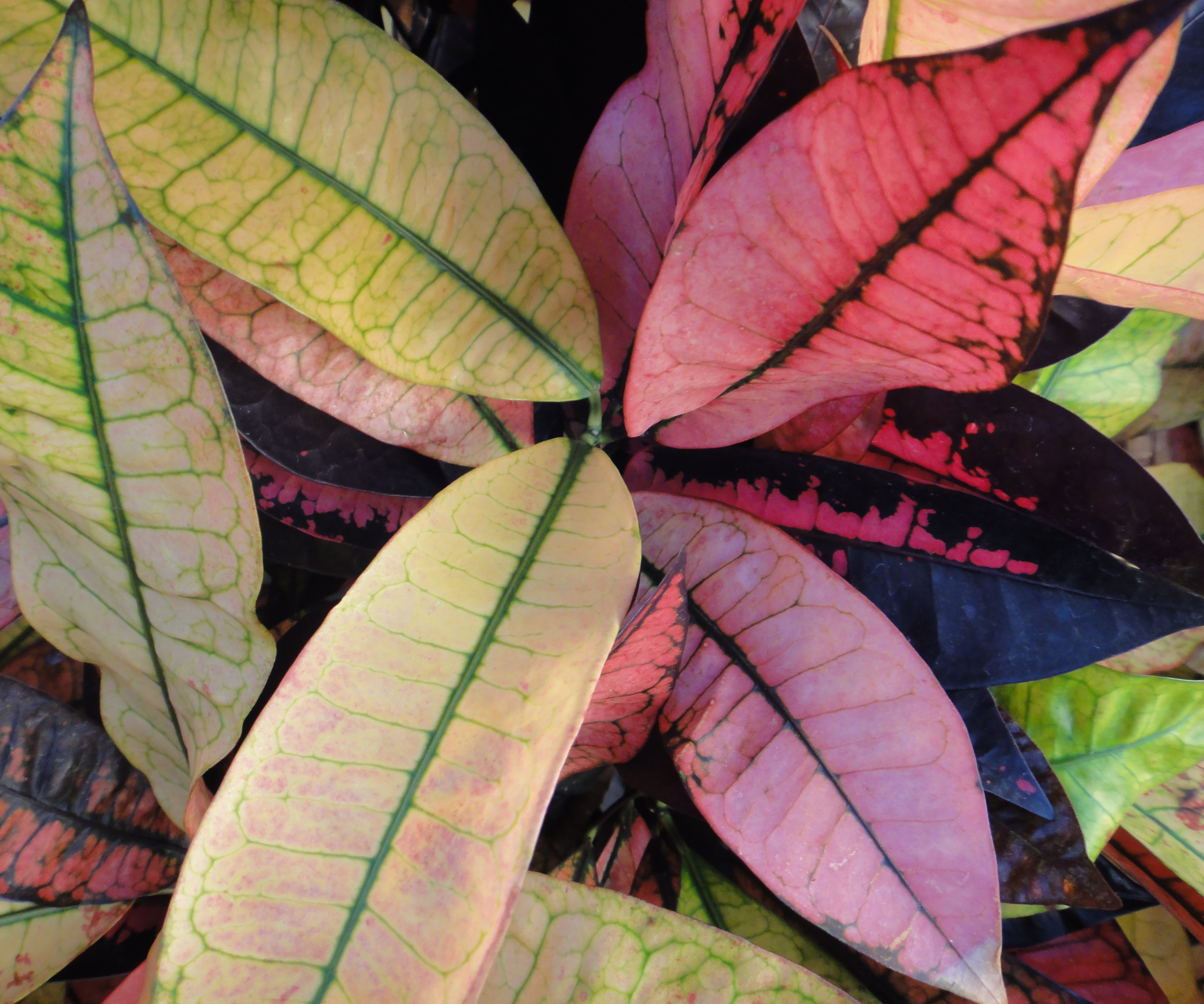 Handy-Wallpaper Blätter, Linien, Natur, Textur, Pflanzen kostenlos herunterladen.