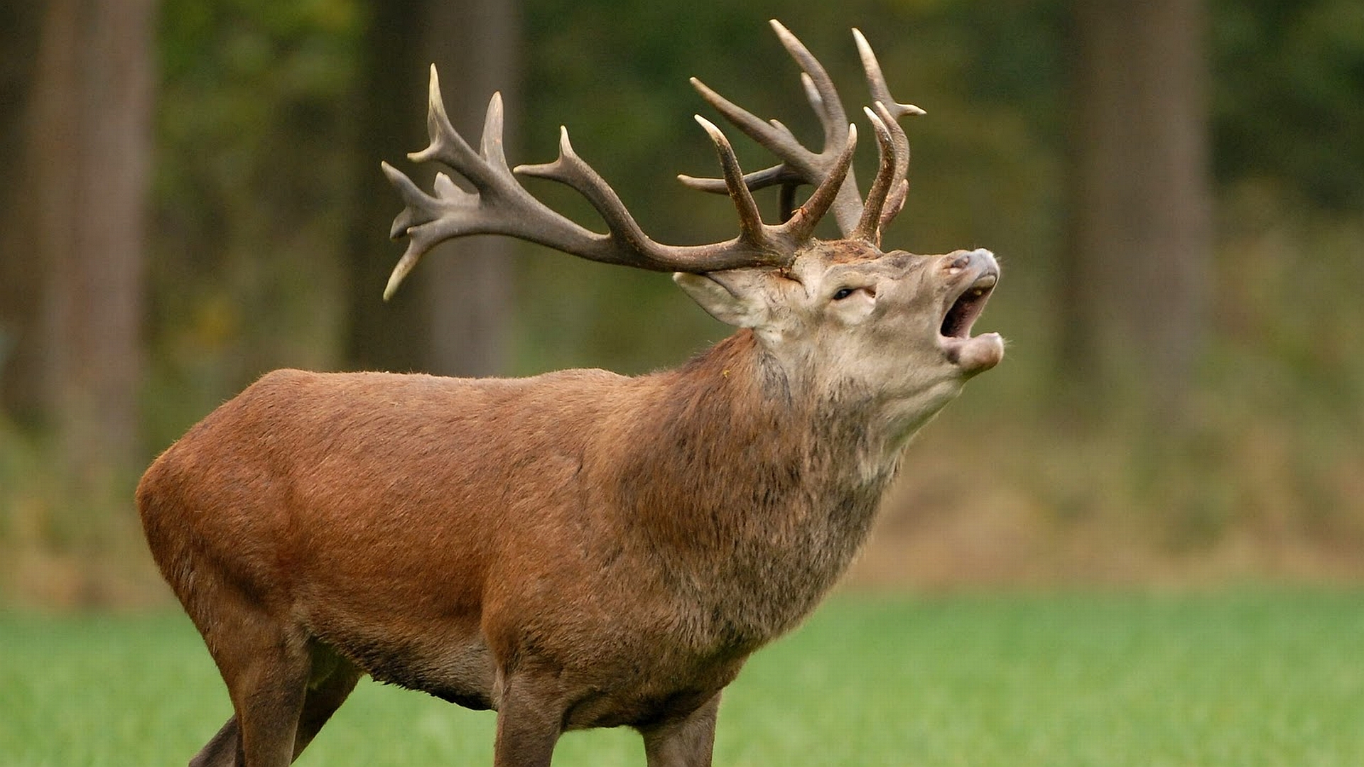 Laden Sie das Tiere, Hirsch-Bild kostenlos auf Ihren PC-Desktop herunter