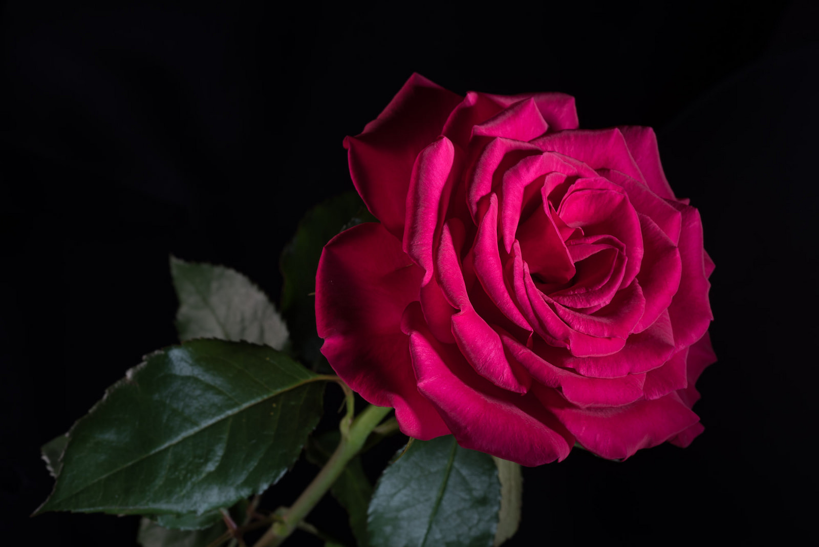 Téléchargez des papiers peints mobile Fleurs, Rose, Fleur, Terre/nature, Fleur Rose gratuitement.