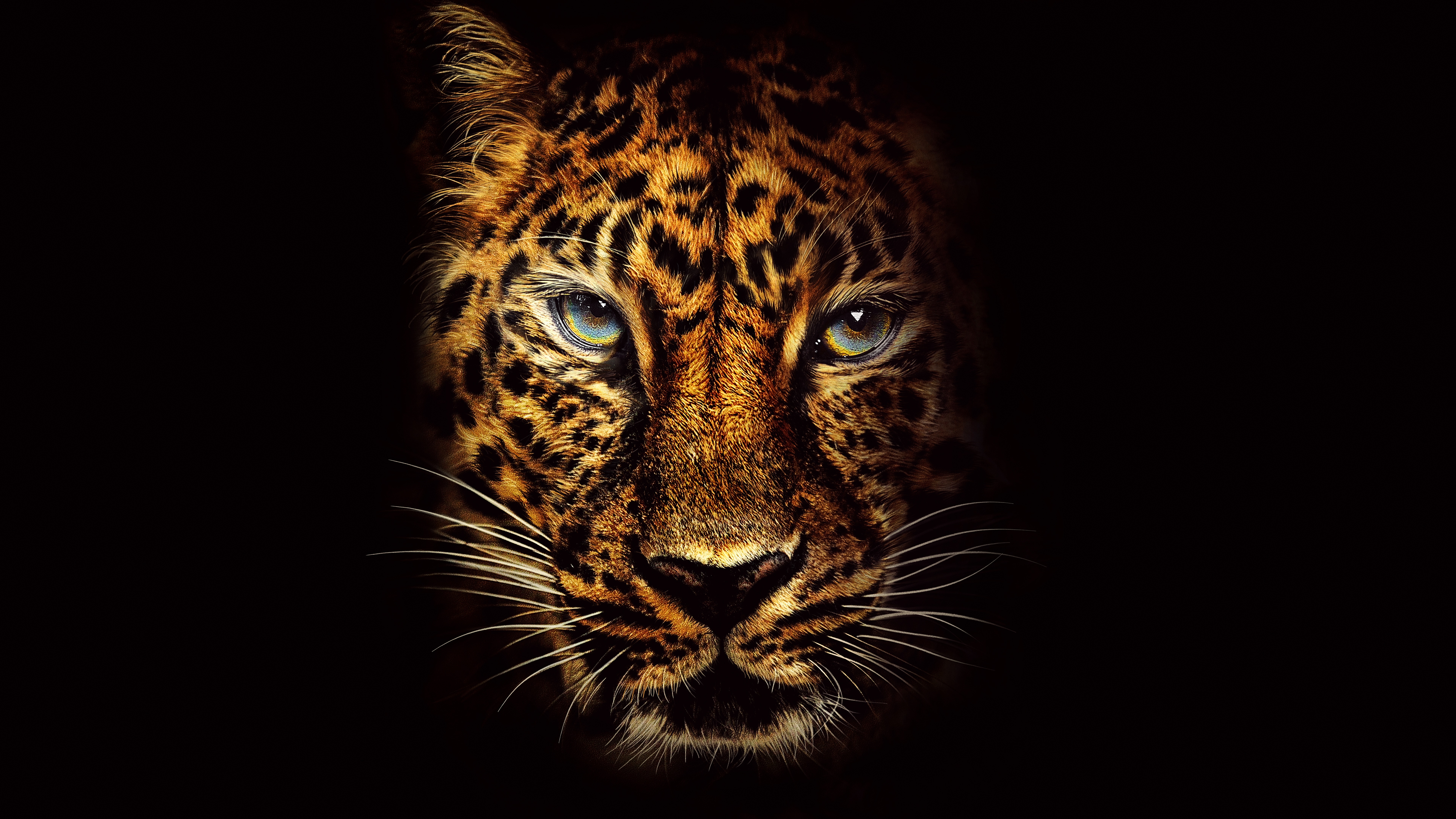 467865 télécharger l'image animaux, jaguar, visage, chats - fonds d'écran et économiseurs d'écran gratuits