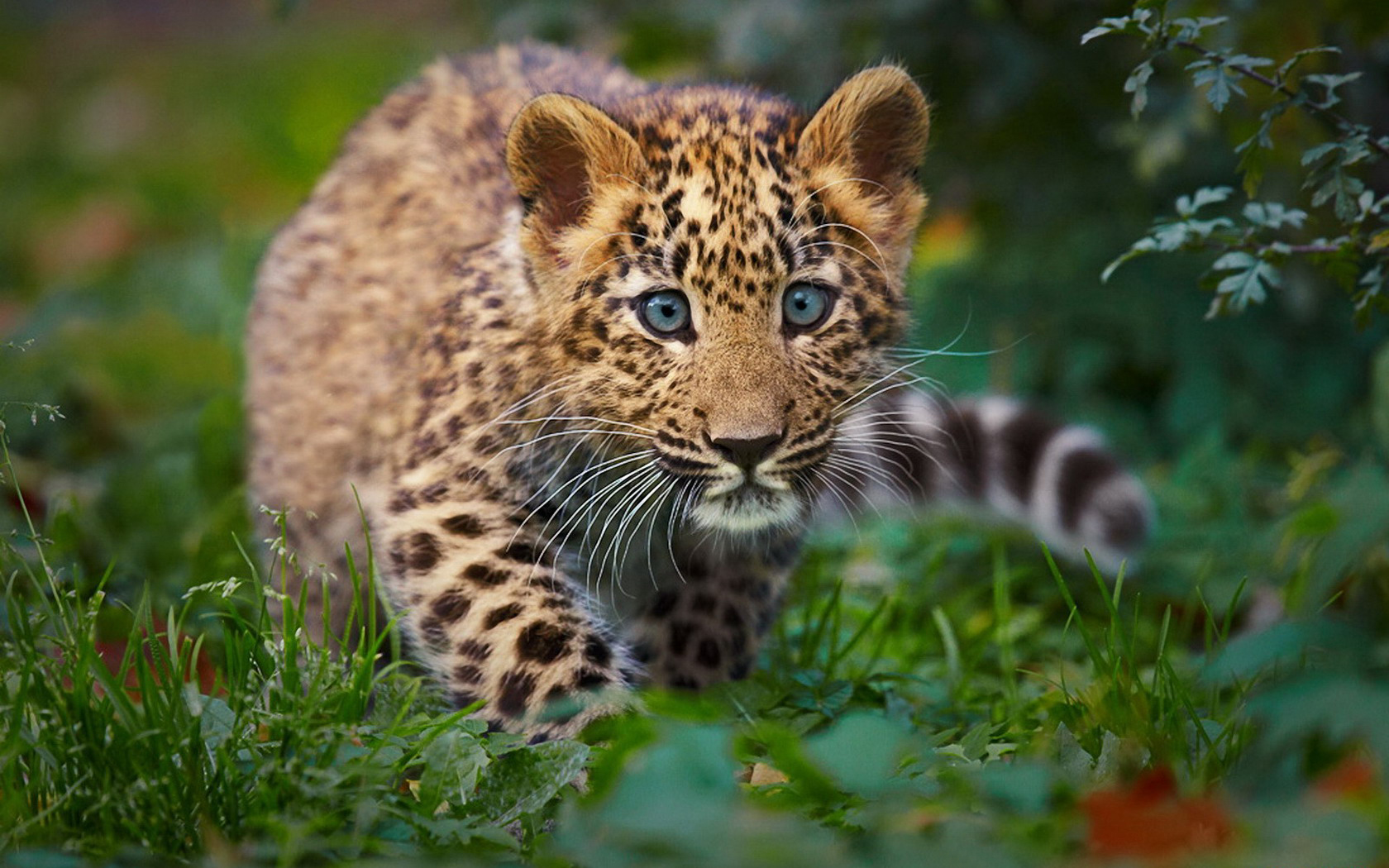 Скачать обои бесплатно Леопард, Животные, Кошки картинка на рабочий стол ПК