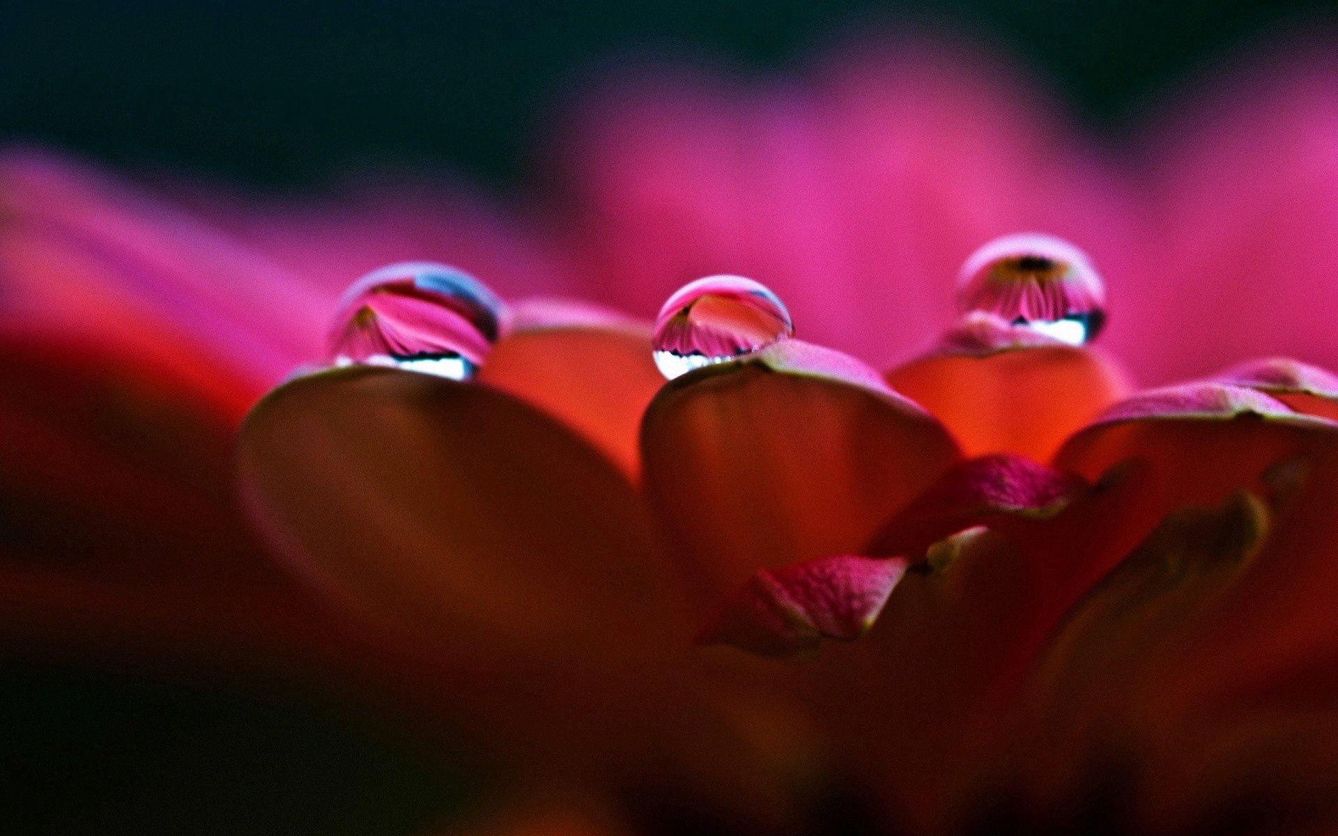 drops, background, flower, macro, petals QHD