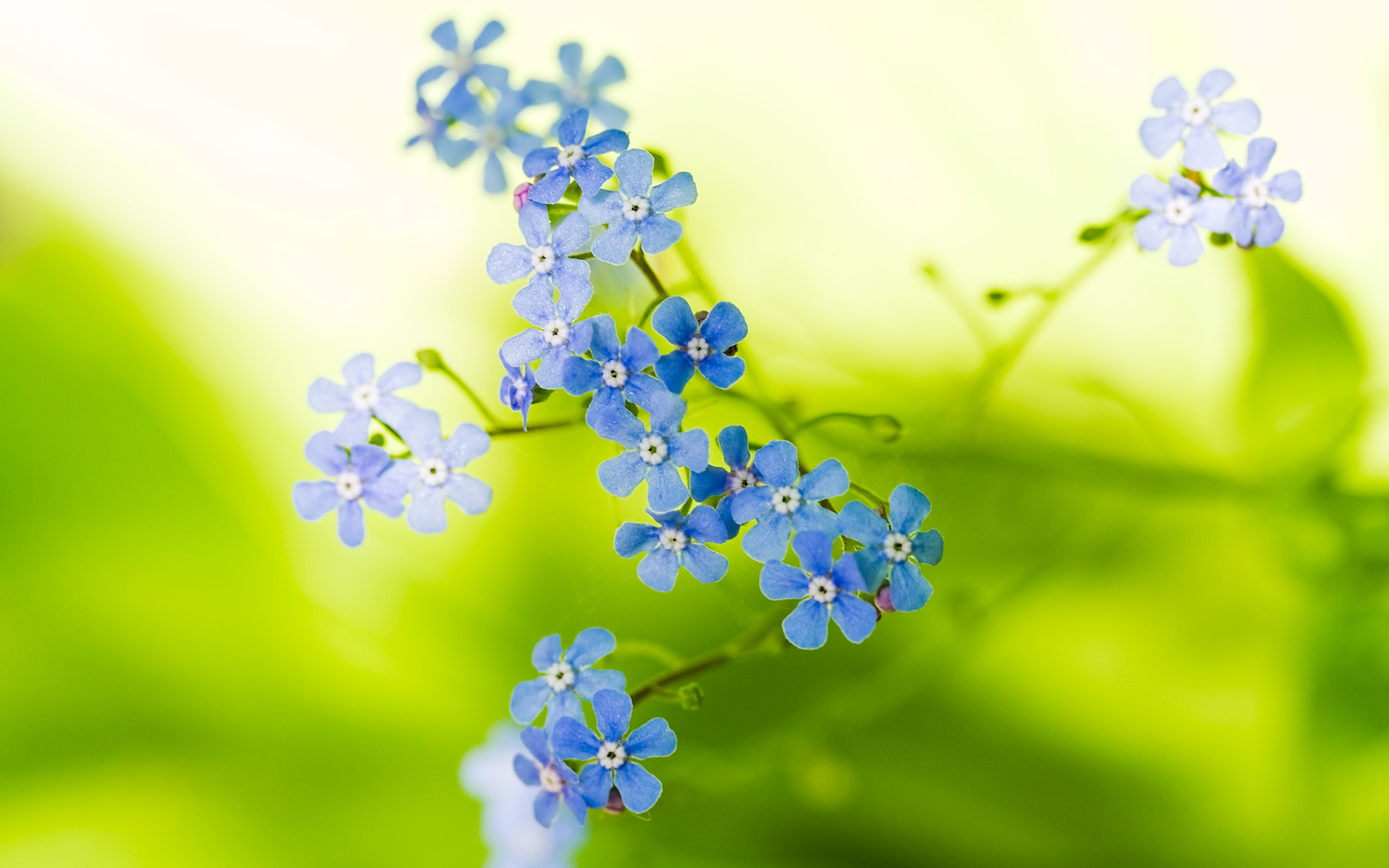 Free download wallpaper Earth, Forget Me Not on your PC desktop