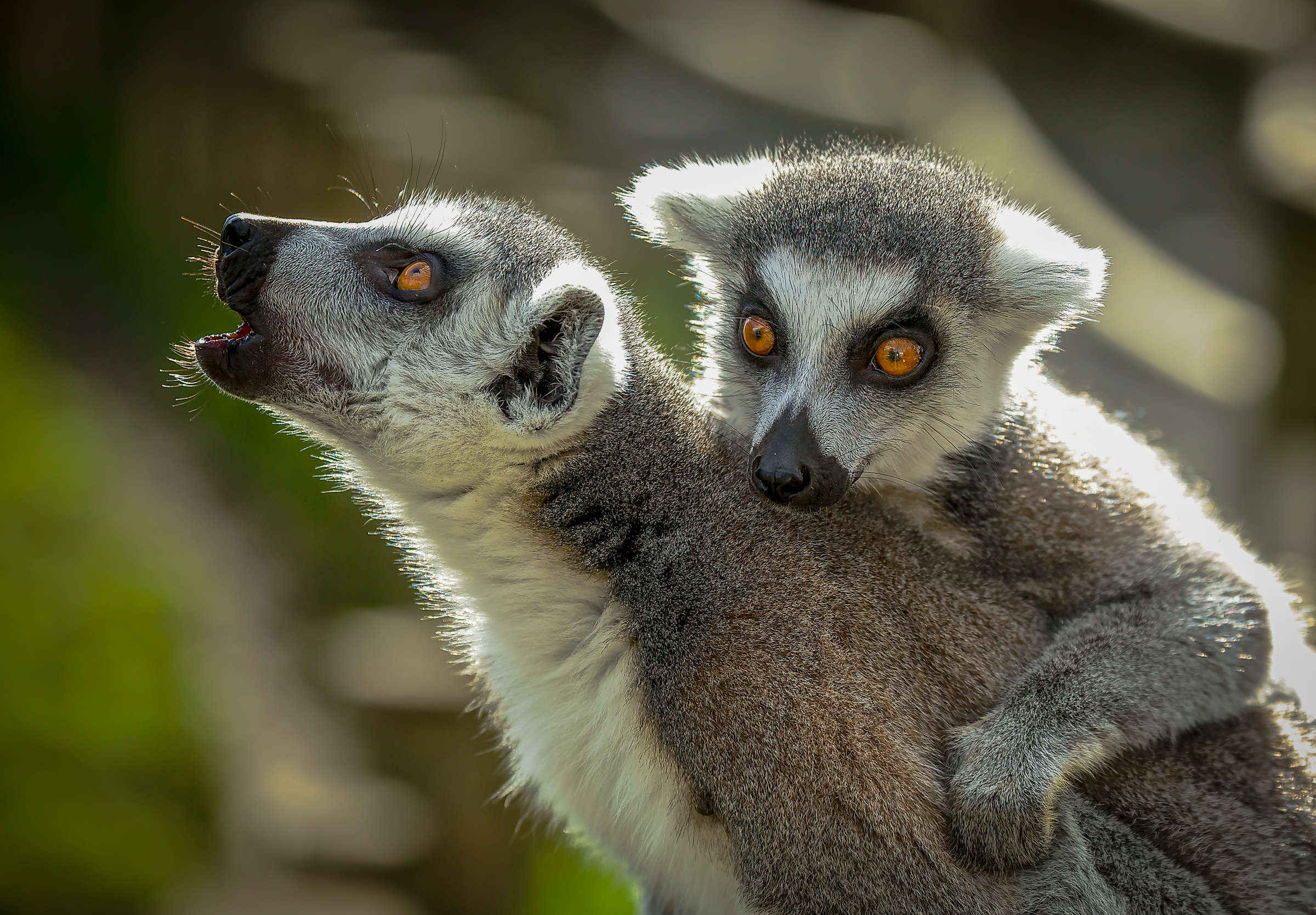 Download mobile wallpaper Monkeys, Animal, Lemur, Primate for free.