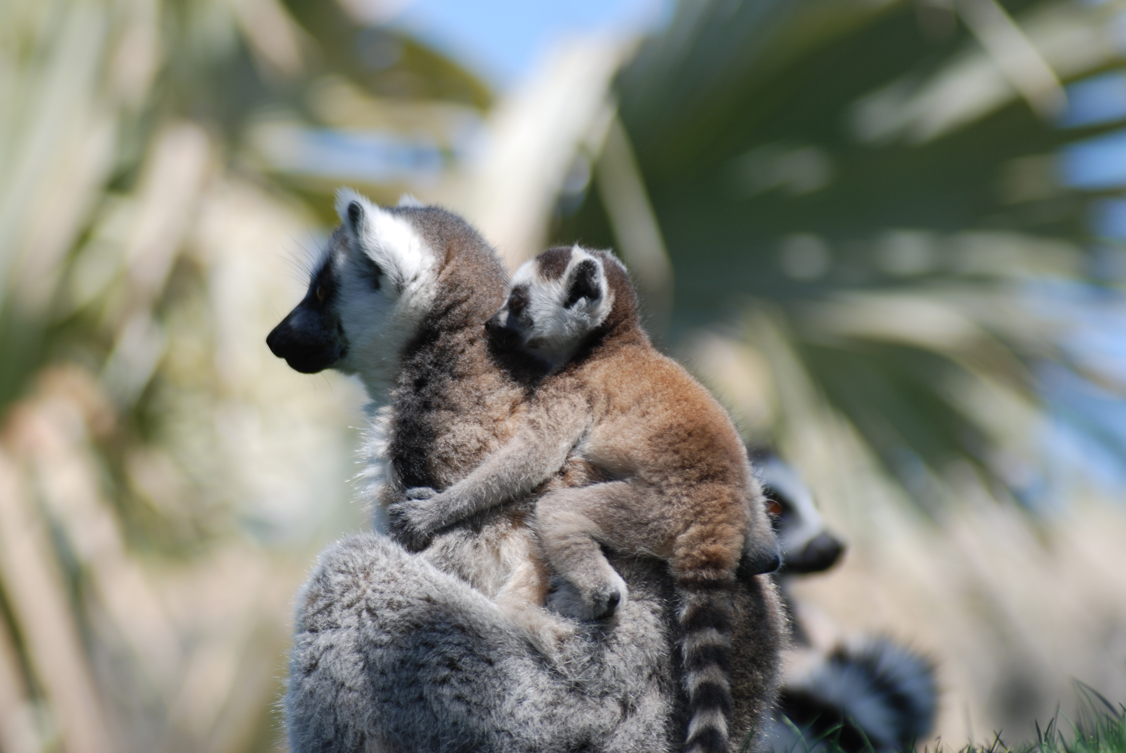 Handy-Wallpaper Tiere, Lemur, Affen, Tierbaby kostenlos herunterladen.