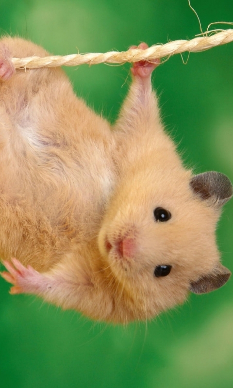 Baixar papel de parede para celular de Animais, Hamster gratuito.