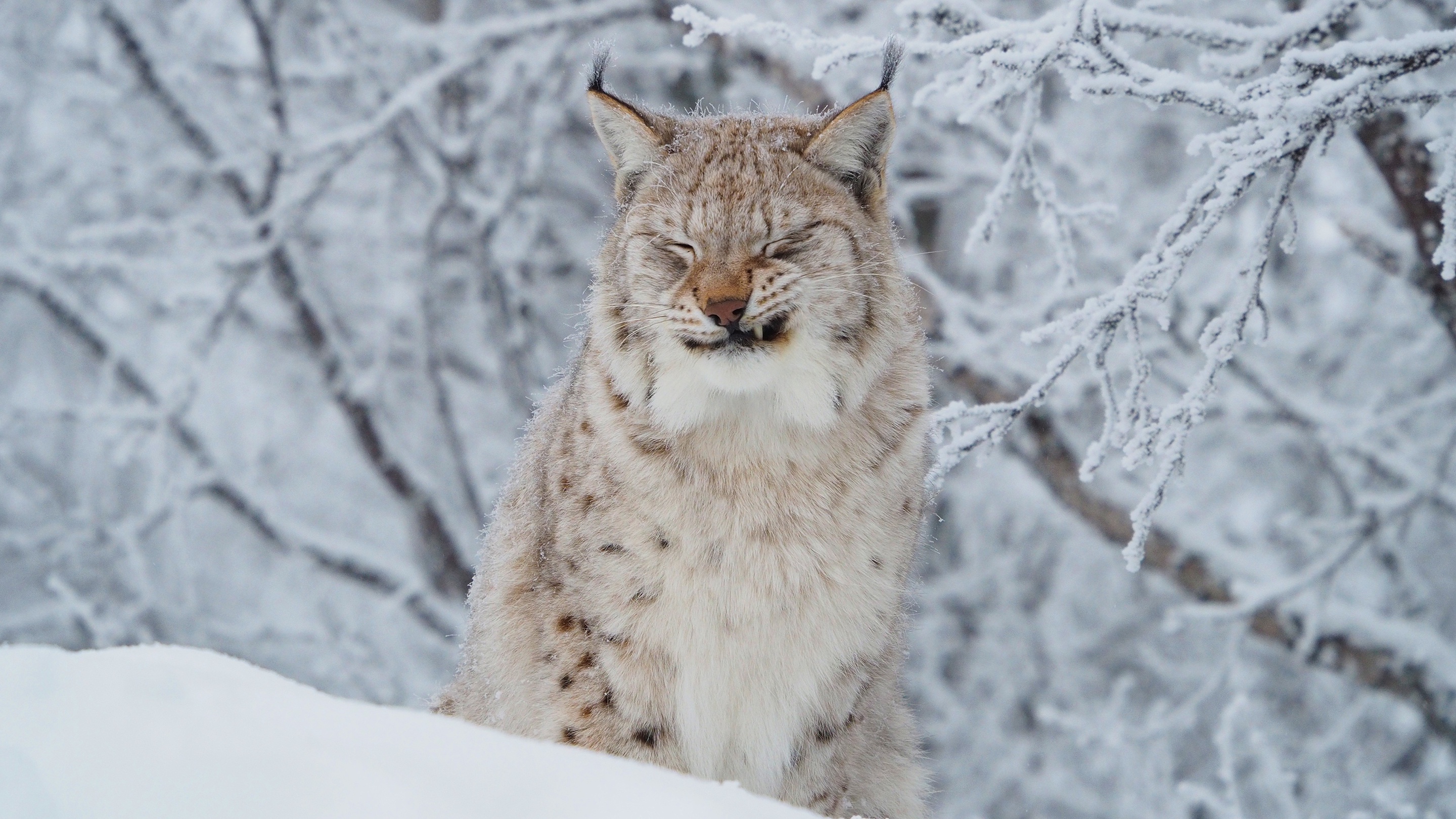 無料モバイル壁紙動物, 冬, 雪, 猫, リンクスをダウンロードします。