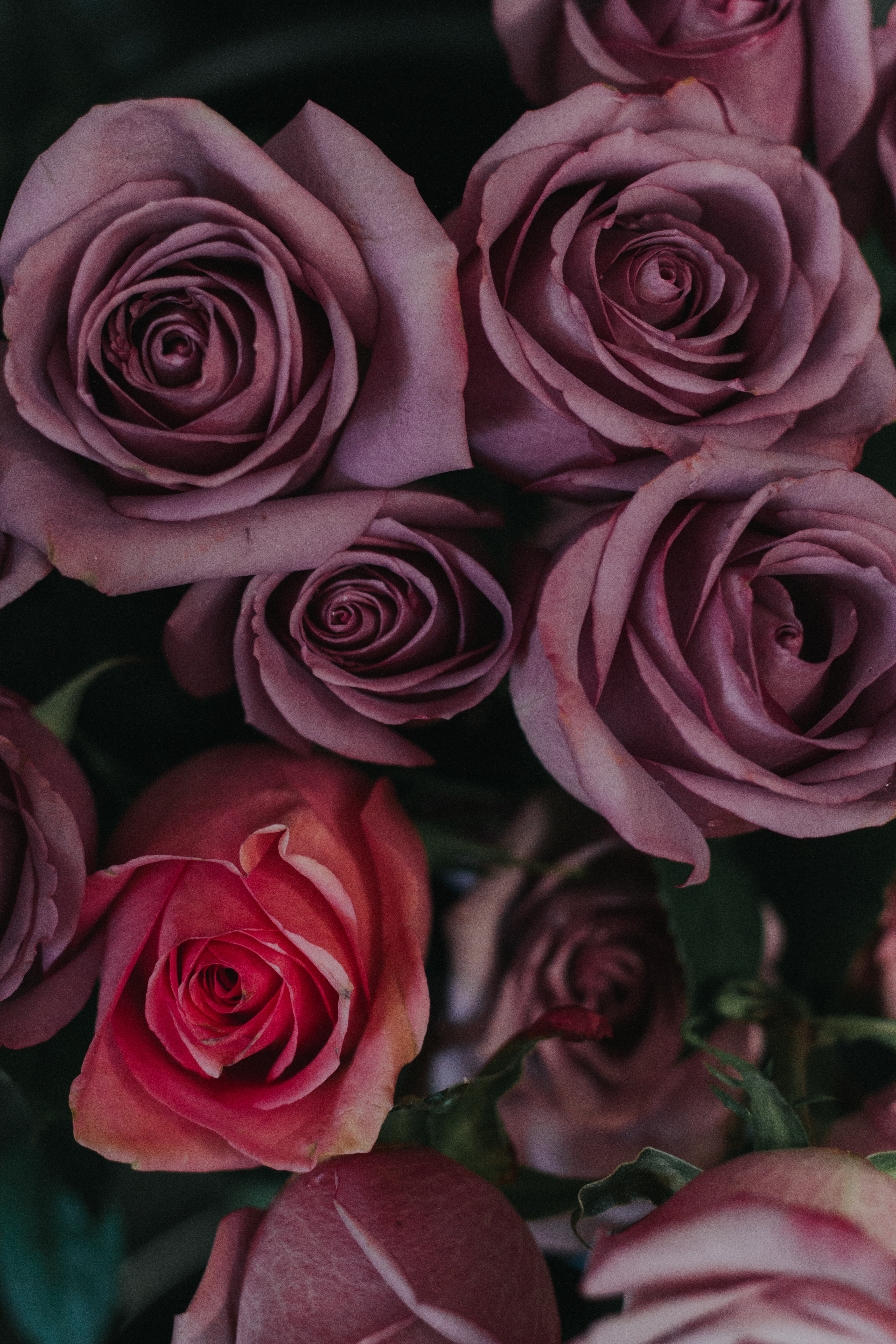 Téléchargez des papiers peints mobile Fleurs, Bourgeons, Bouquet, Roses gratuitement.