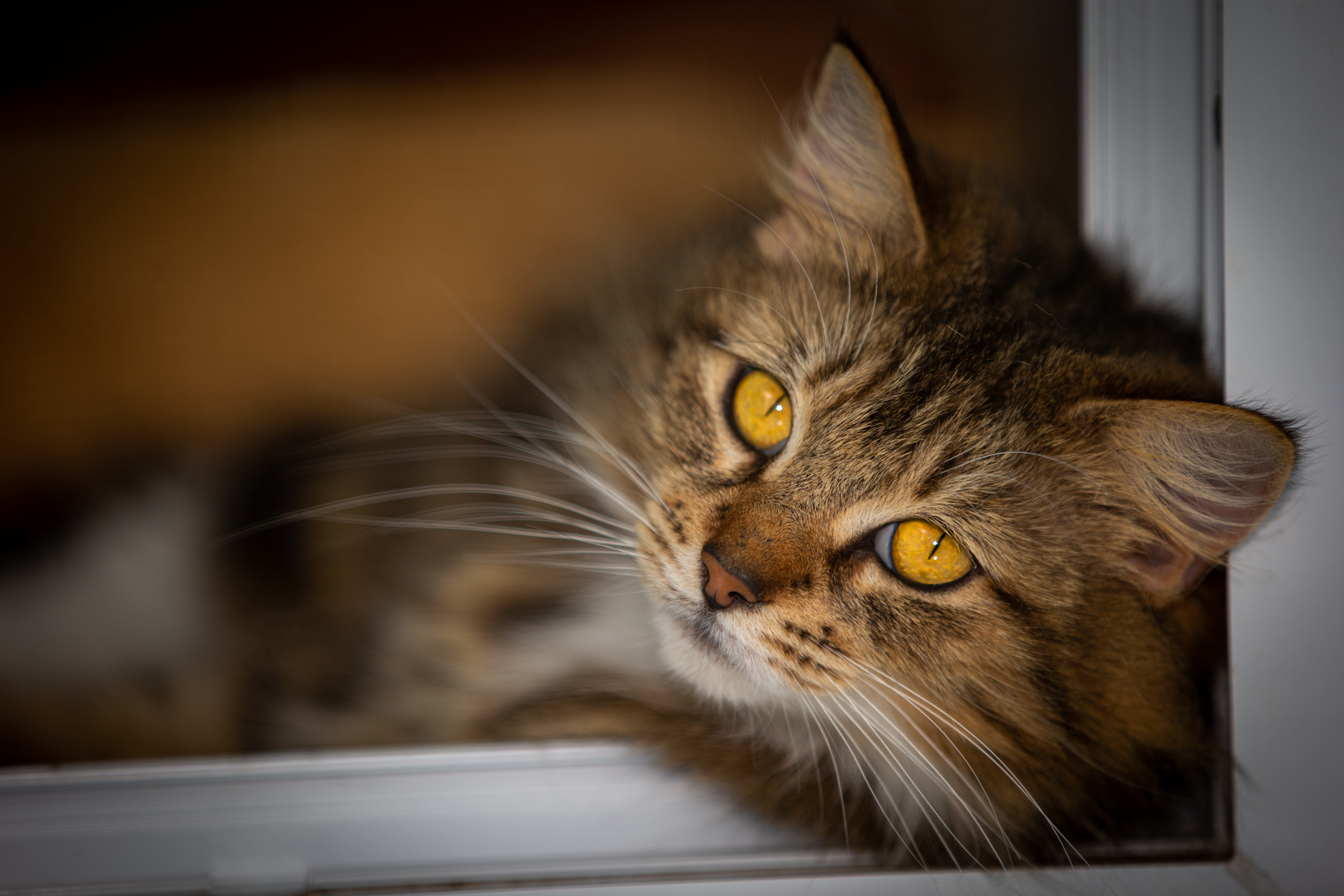 無料モバイル壁紙動物, ネコ, 猫, 見詰めるをダウンロードします。