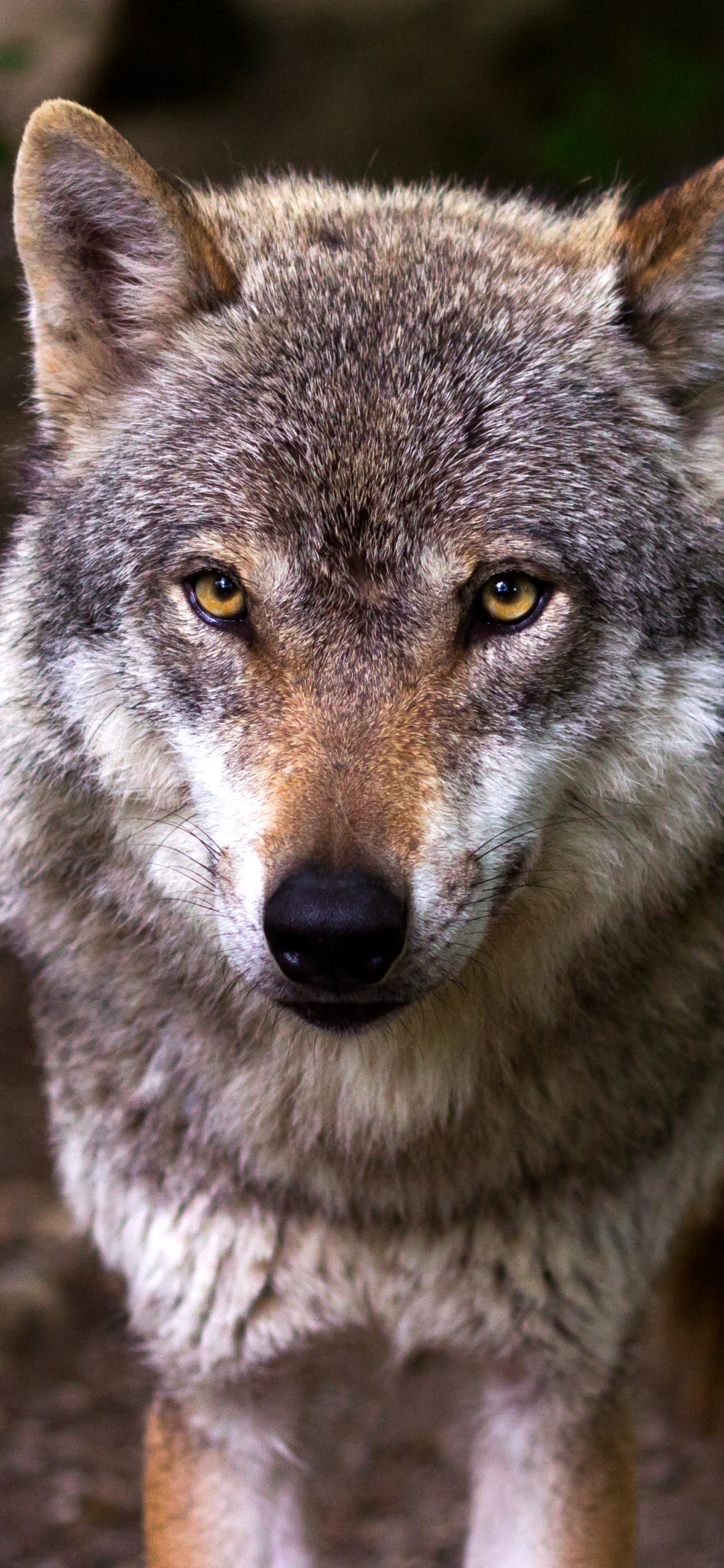 Téléchargez des papiers peints mobile Animaux, Loup, Regard, Wolves gratuitement.