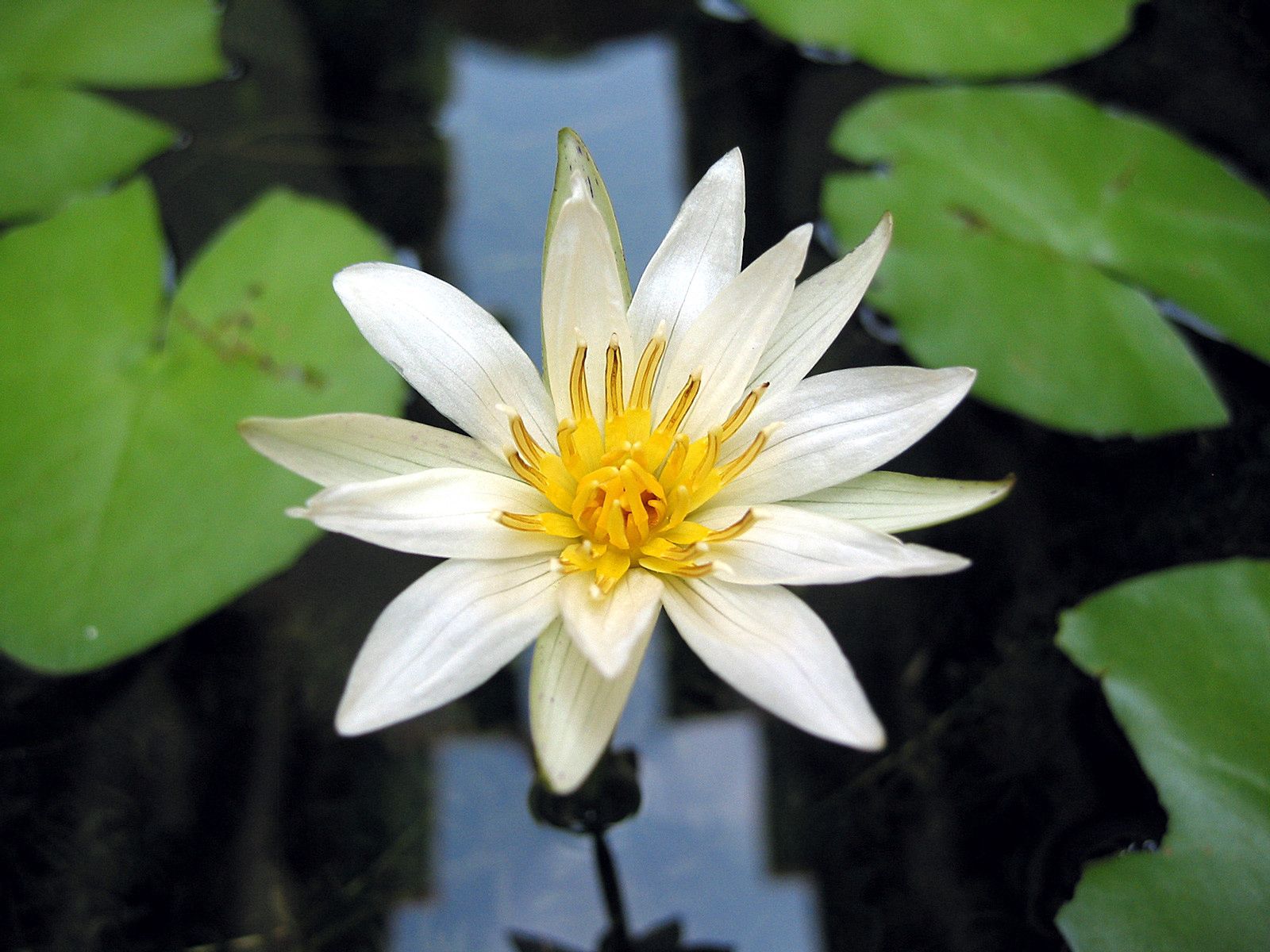Free download wallpaper Flowers, Water, Leaves, Close Up, Water Lily on your PC desktop