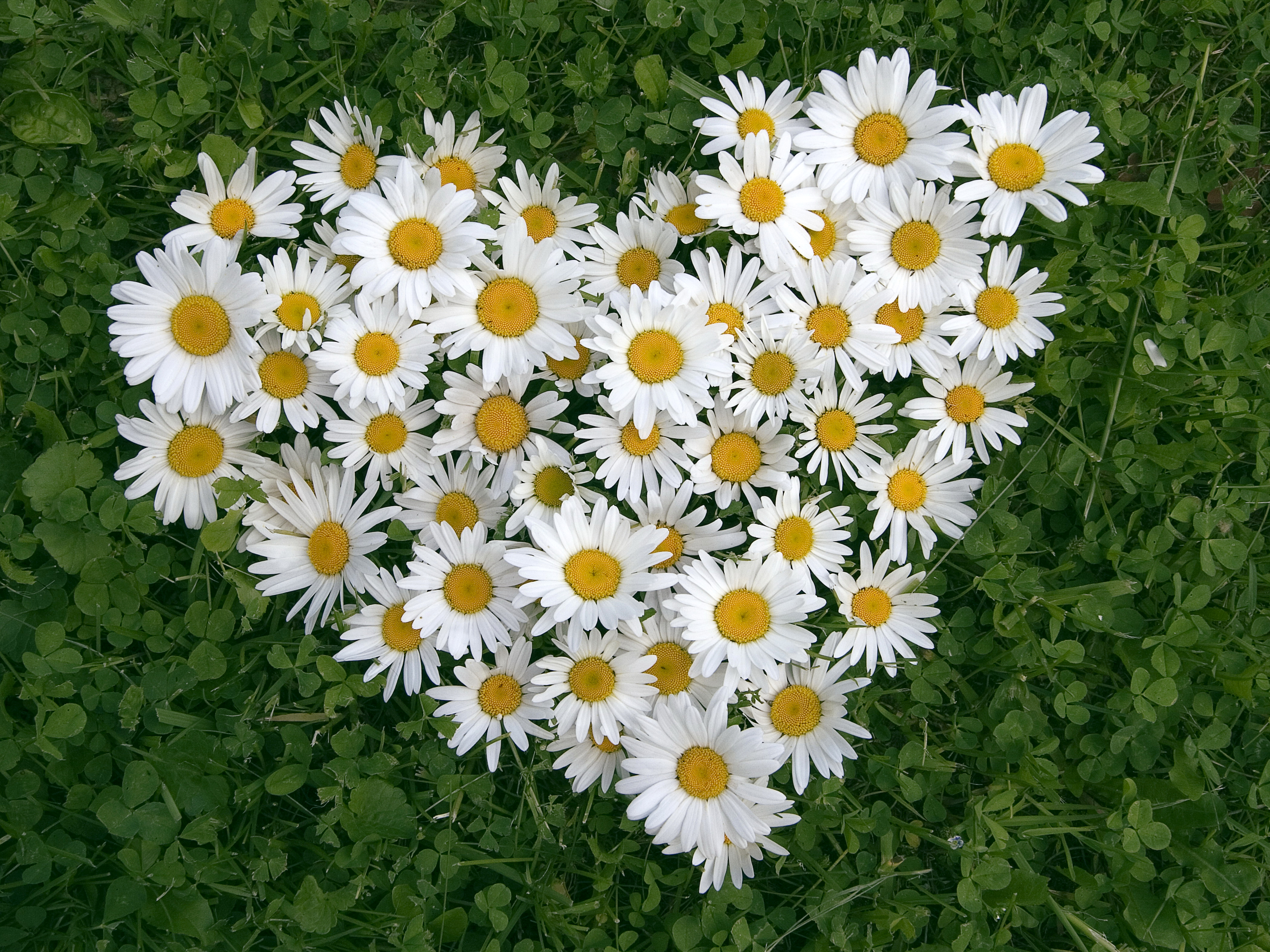 earth, camomile, flower, heart, heart shaped, white flower, flowers