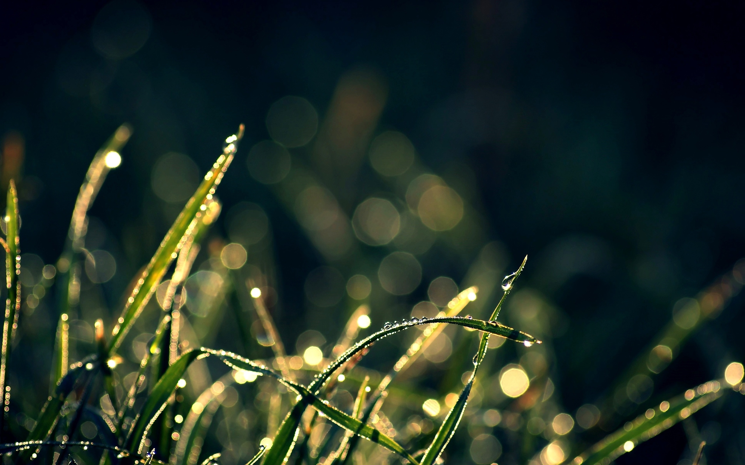 Download mobile wallpaper Grass, Earth for free.