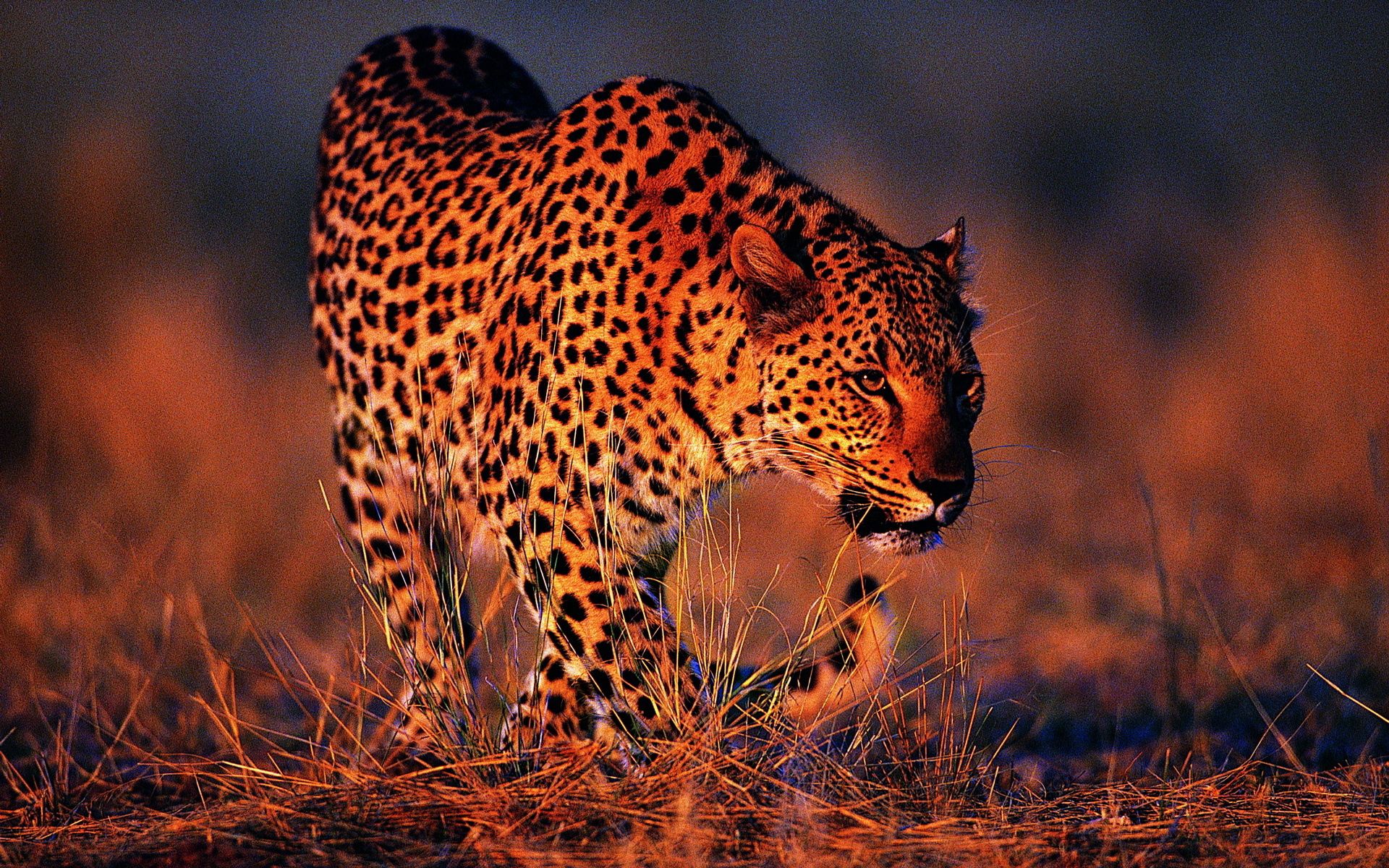 122405 скачать обои животные, леопард, большая кошка, оранжевый фон - заставки и картинки бесплатно