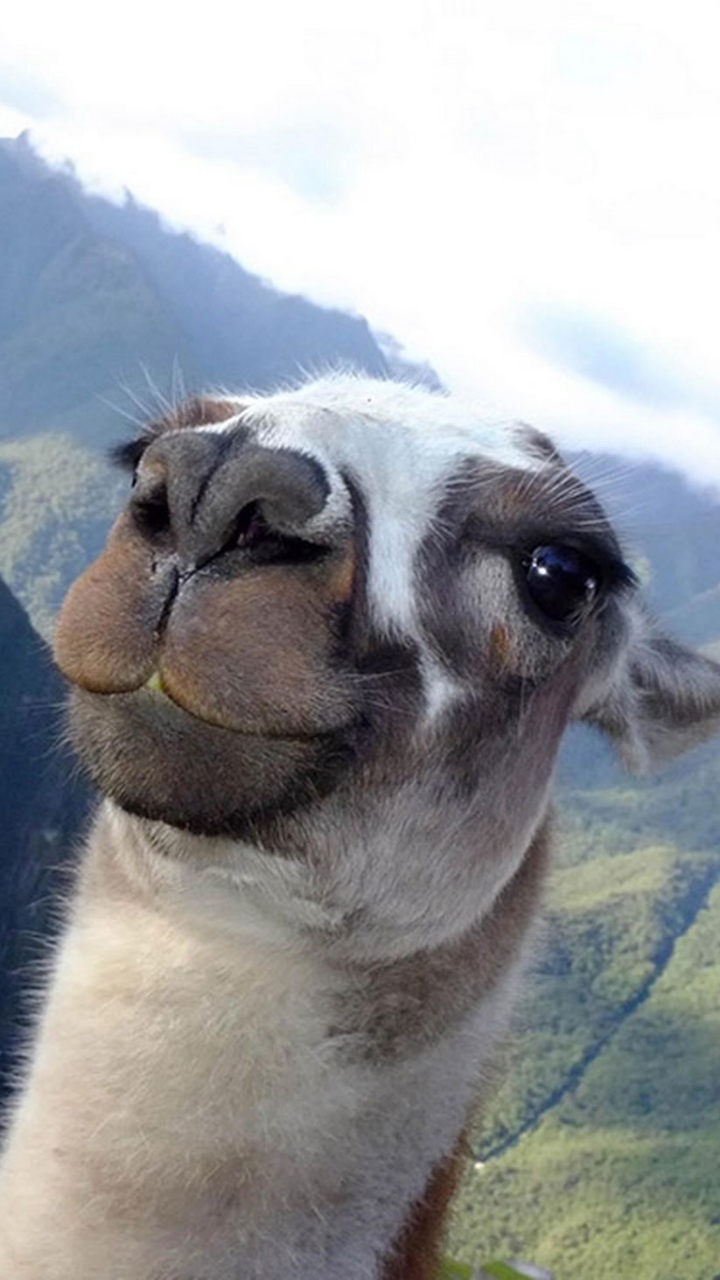 llama, animal download HD wallpaper