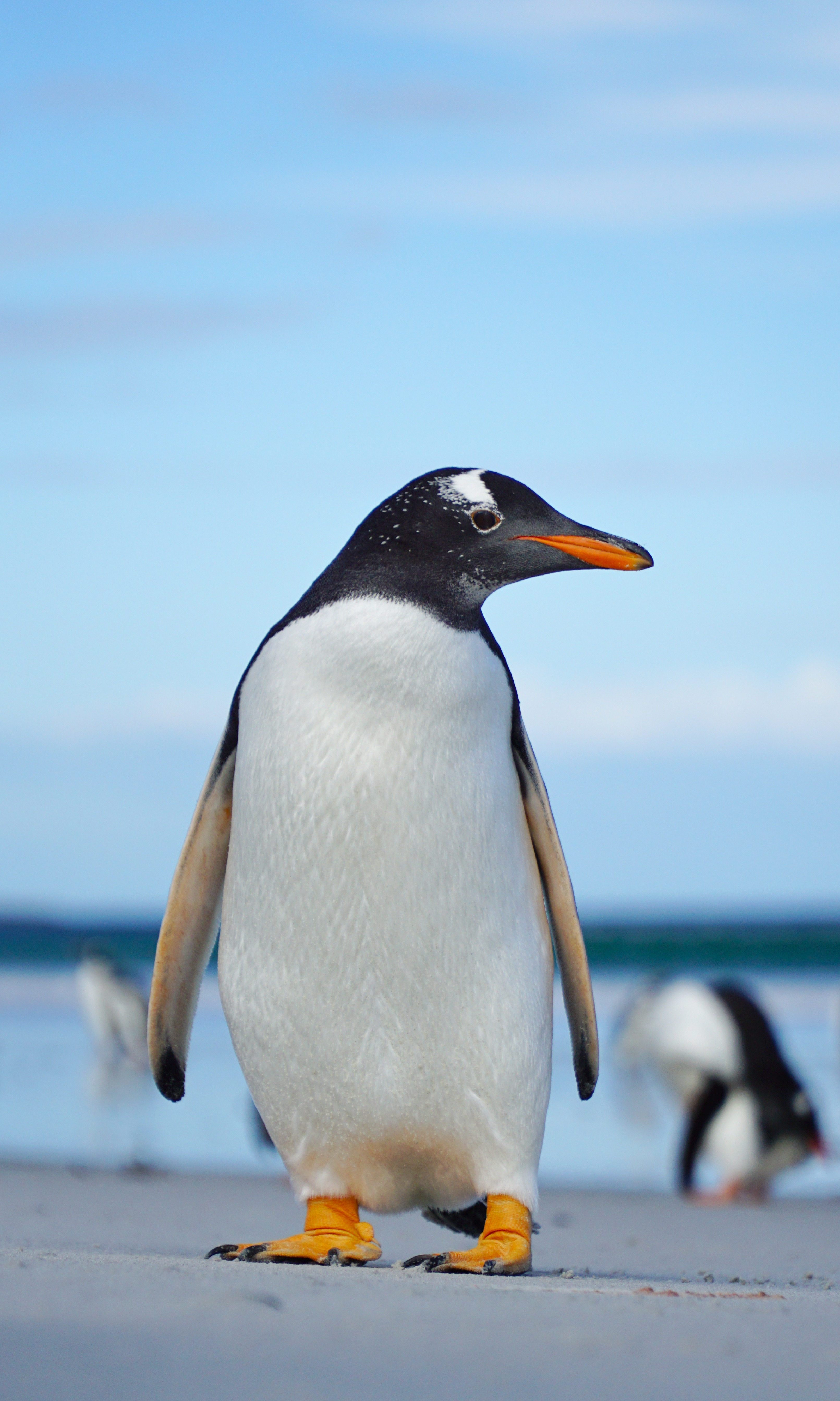 penguin, gentoo penguin, wildlife, animals, bird, papuan penguin HD wallpaper
