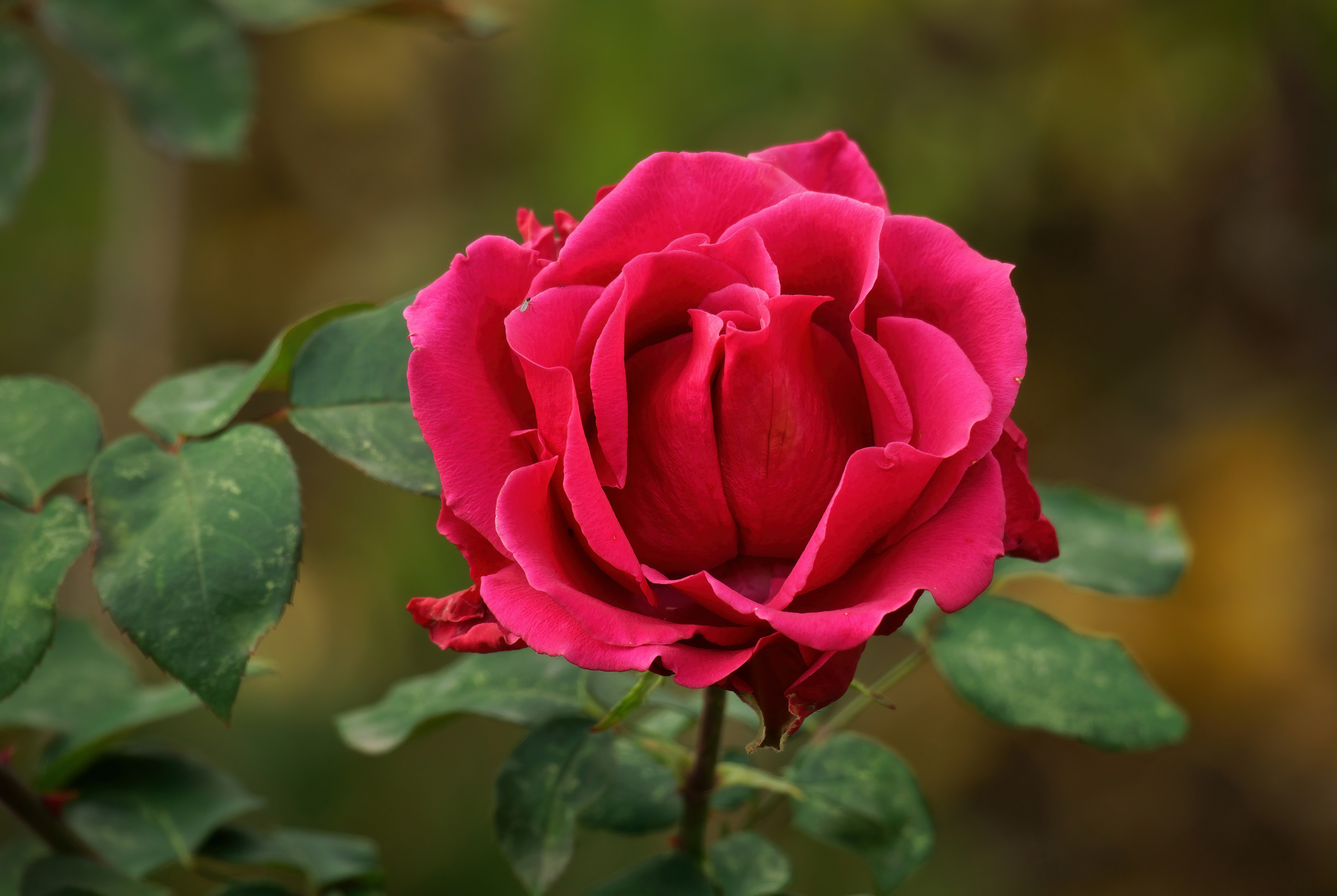 Download mobile wallpaper Flower, Rose, Earth, Red Rose for free.