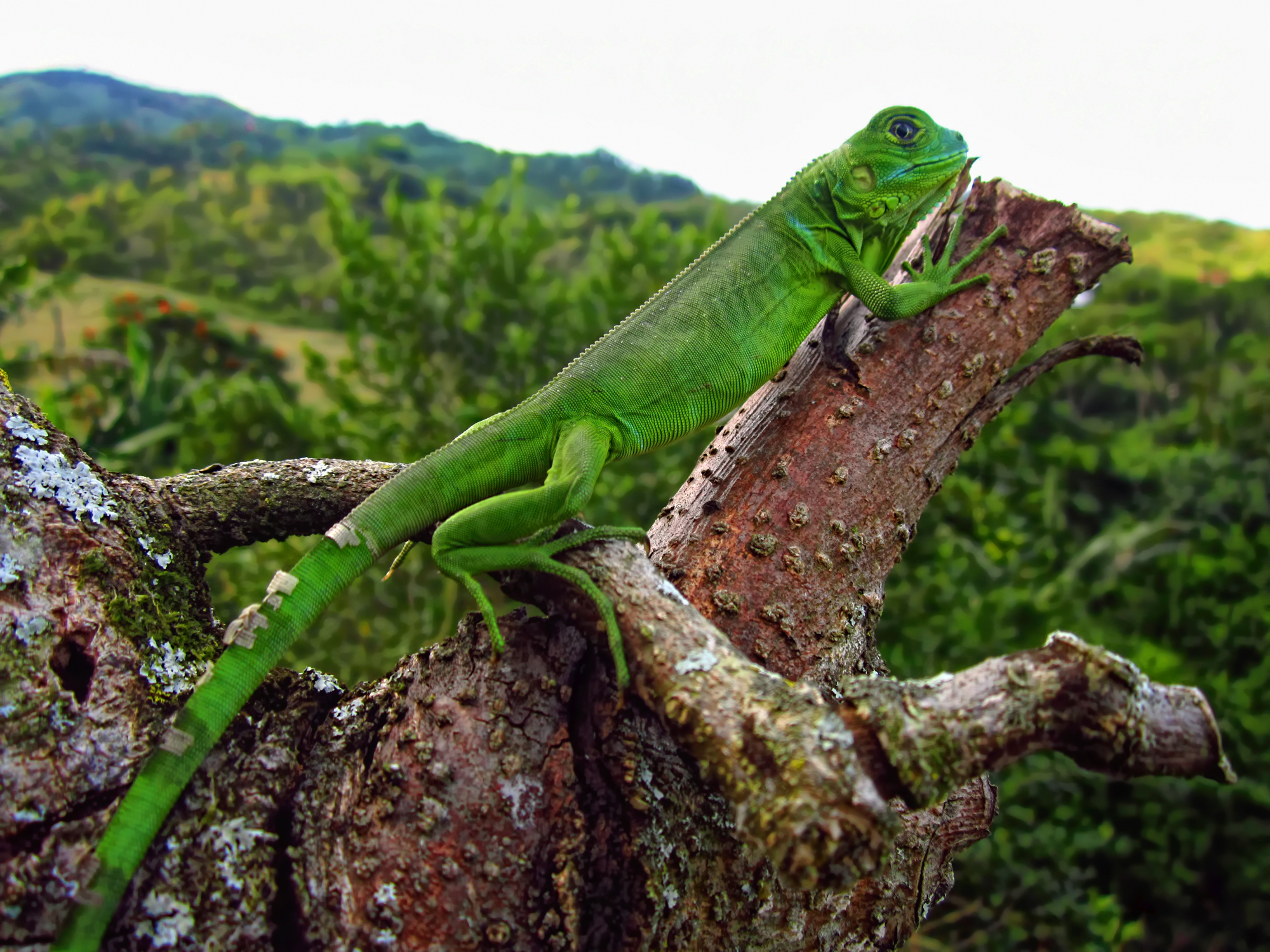 Descarga gratuita de fondo de pantalla para móvil de Iguana, Reptiles, Animales.