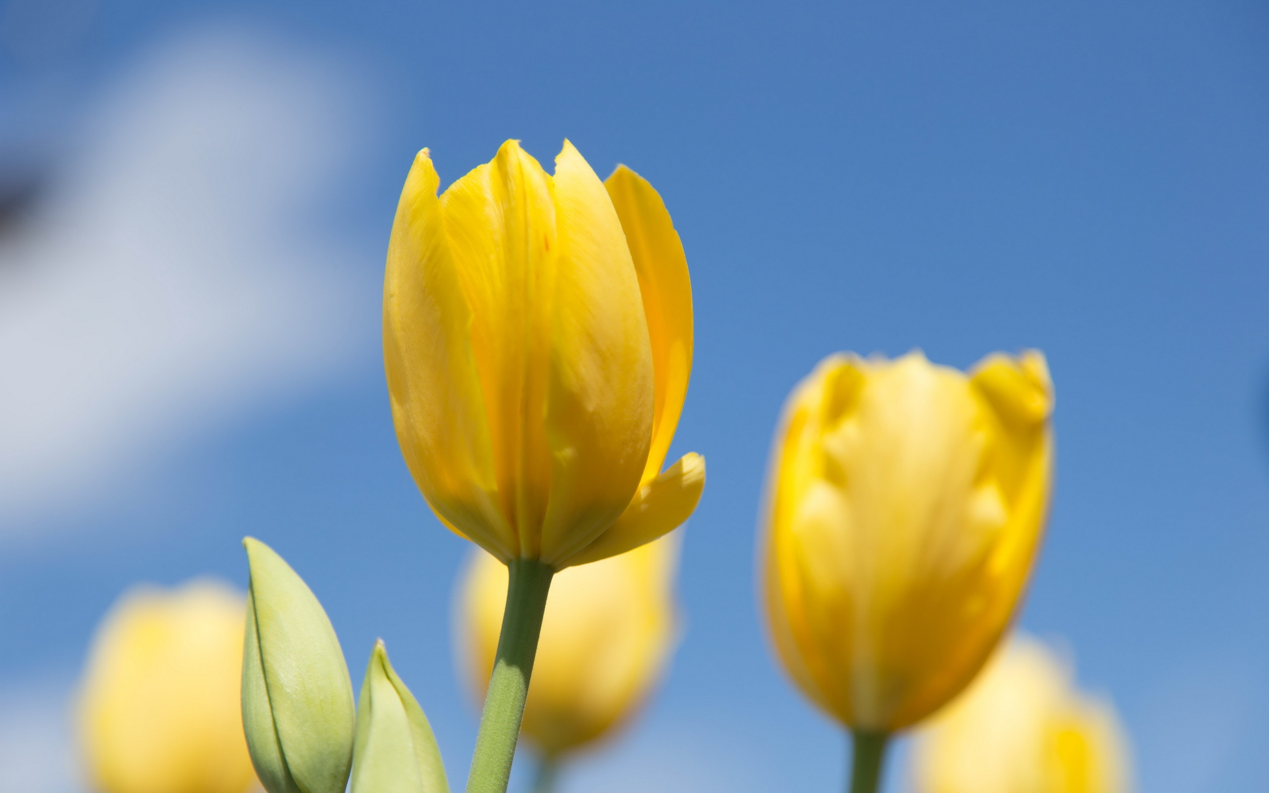 Baixe gratuitamente a imagem Flores, Flor, Tulipa, Terra/natureza na área de trabalho do seu PC