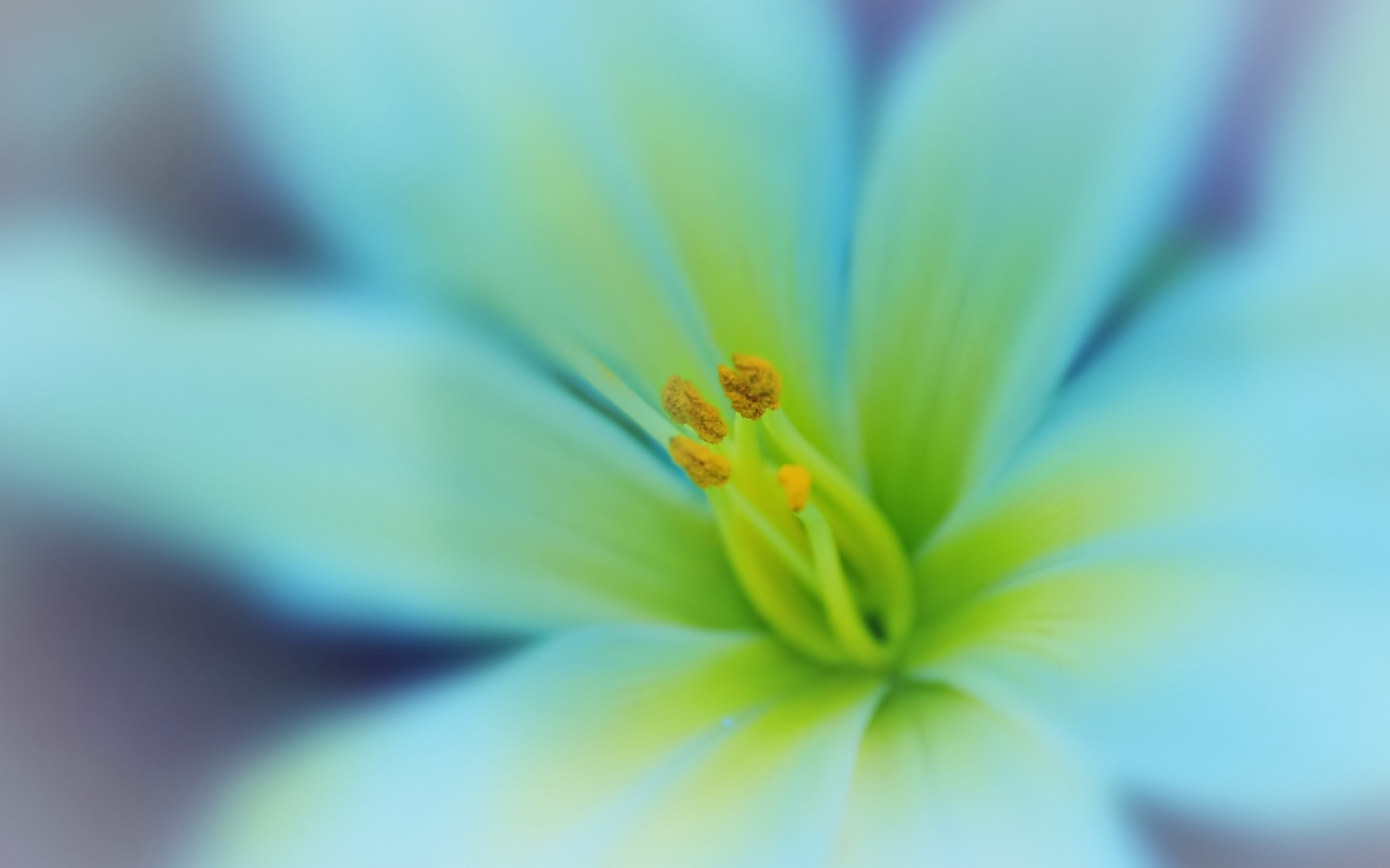 Baixe gratuitamente a imagem Flores, Flor, Terra/natureza na área de trabalho do seu PC