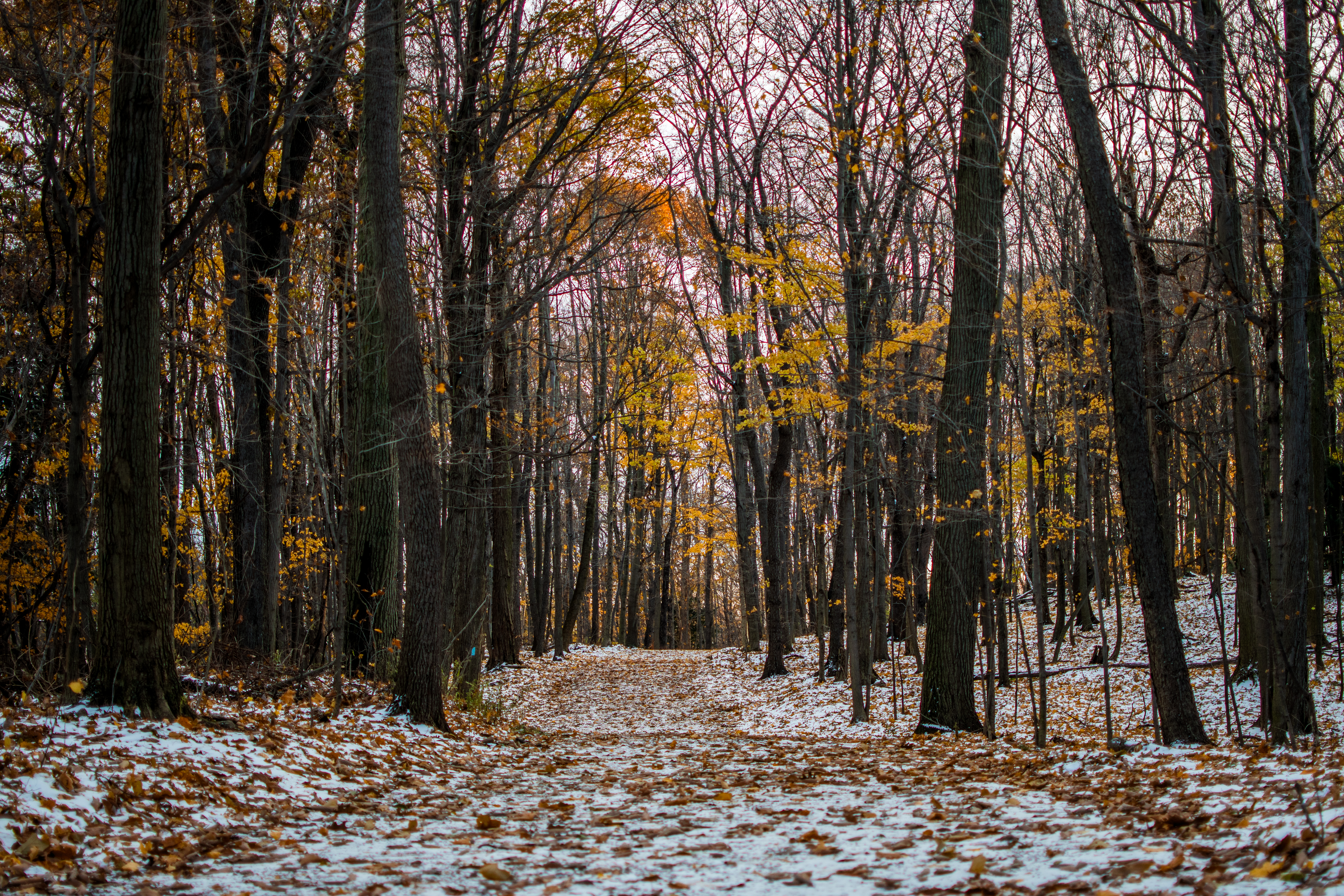 Download mobile wallpaper Path, Trail, Forest, Trees, Snow, Autumn, Winter, Nature for free.