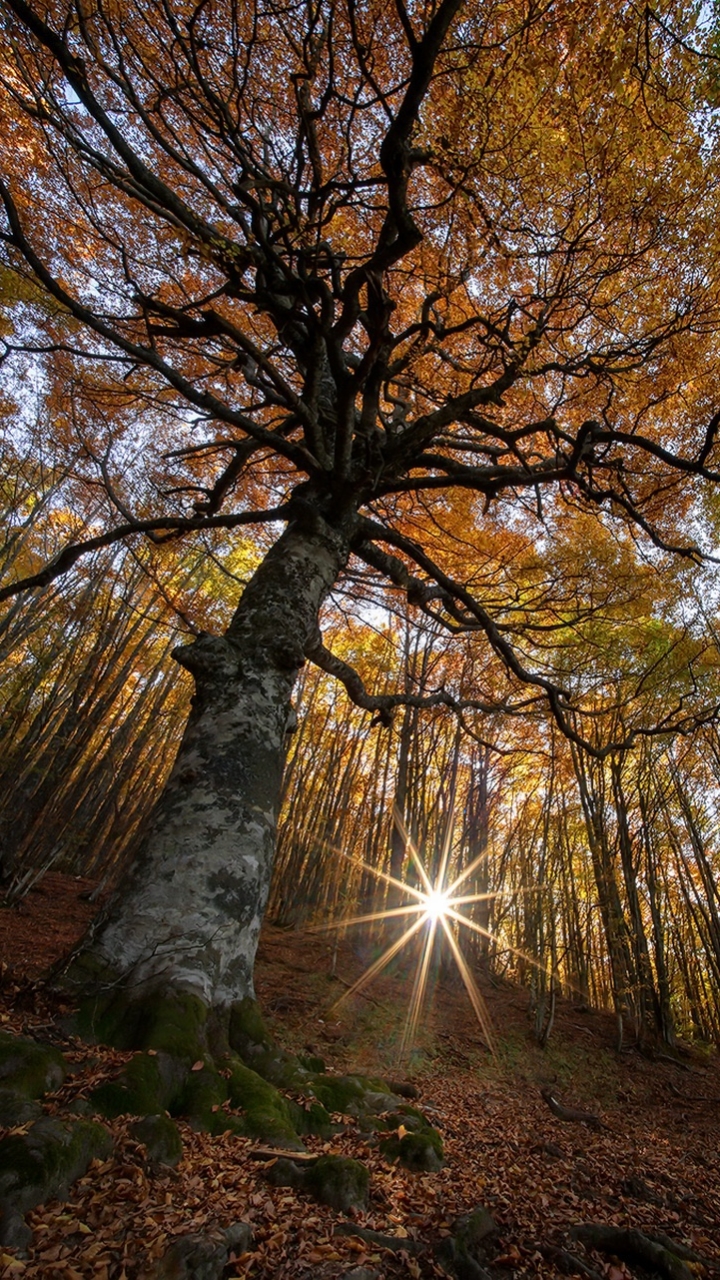 Скачать картинку Природа, Деревья, Осень, Лес, Дерево, Падать, Солнечный Луч, Земля/природа, Солнечный Боб в телефон бесплатно.
