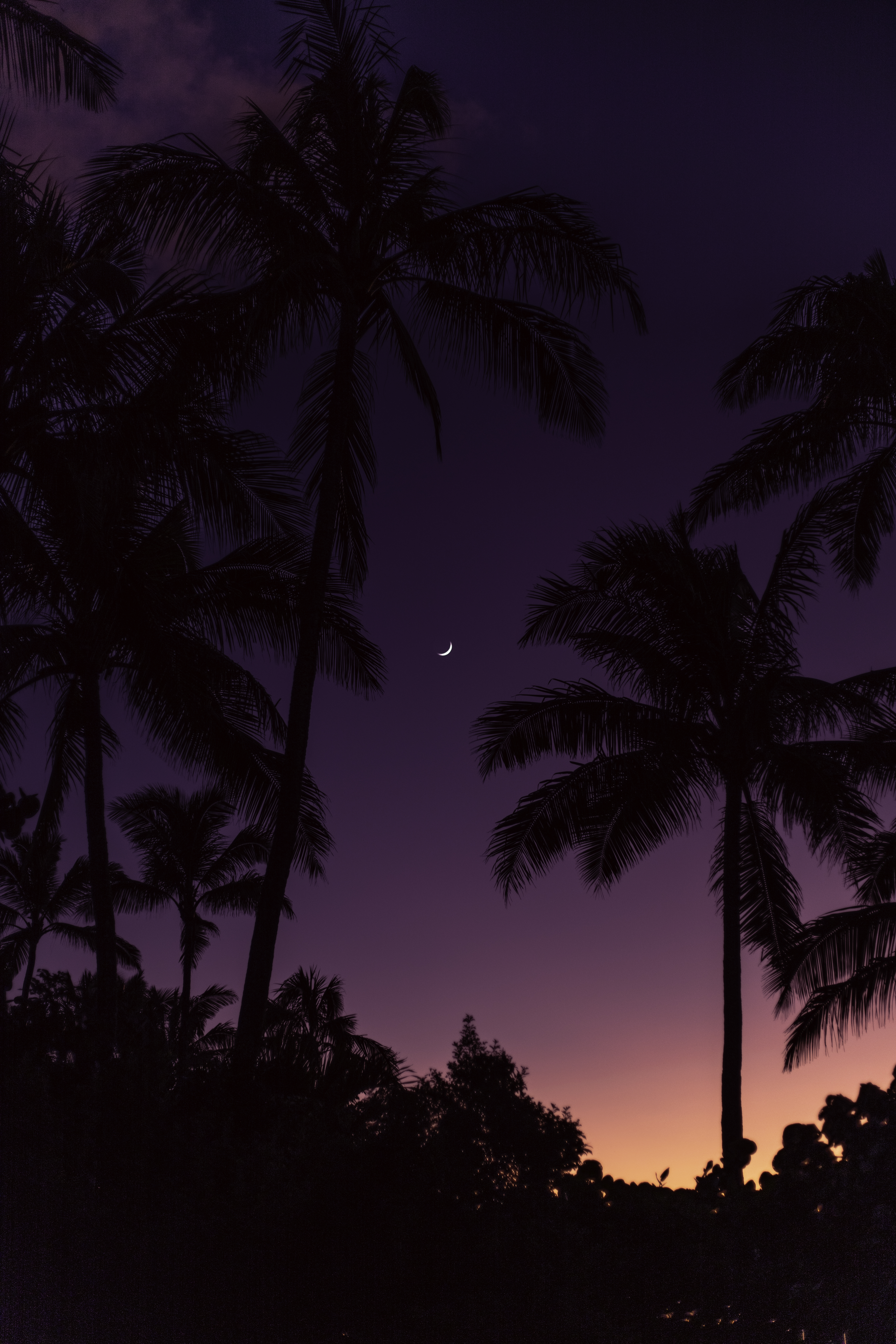 moon, palms, nature, sunset