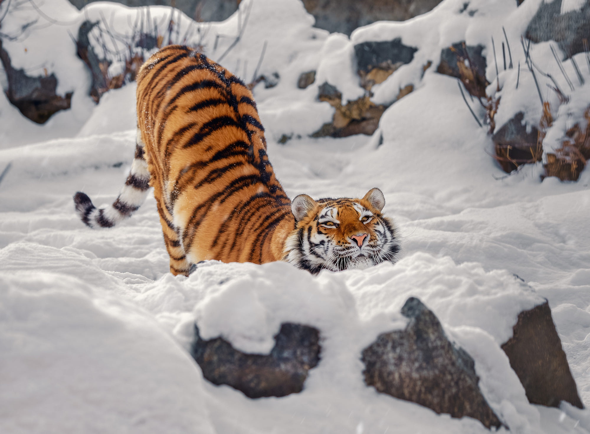 Handy-Wallpaper Tiere, Winter, Schnee, Tiger kostenlos herunterladen.