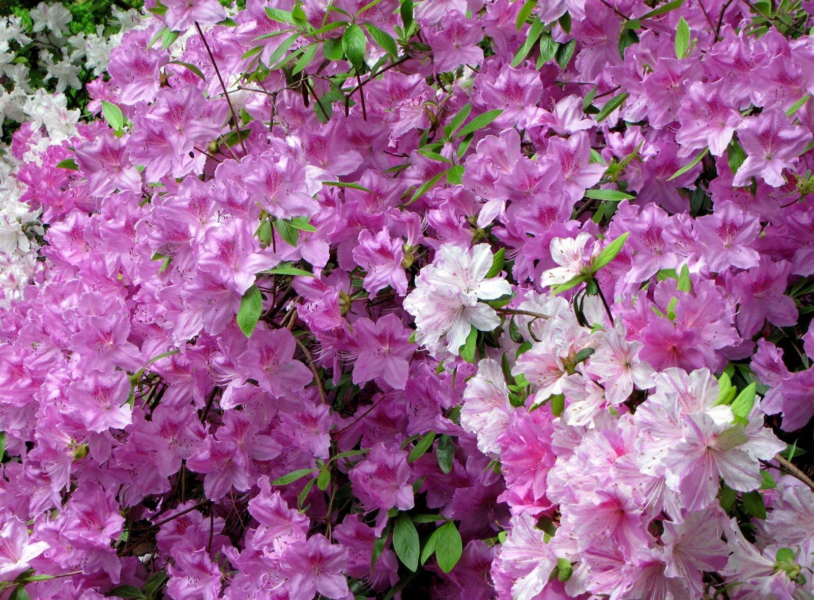 140335 descargar imagen flores, hojas, belleza, florecer, floración, azalea: fondos de pantalla y protectores de pantalla gratis