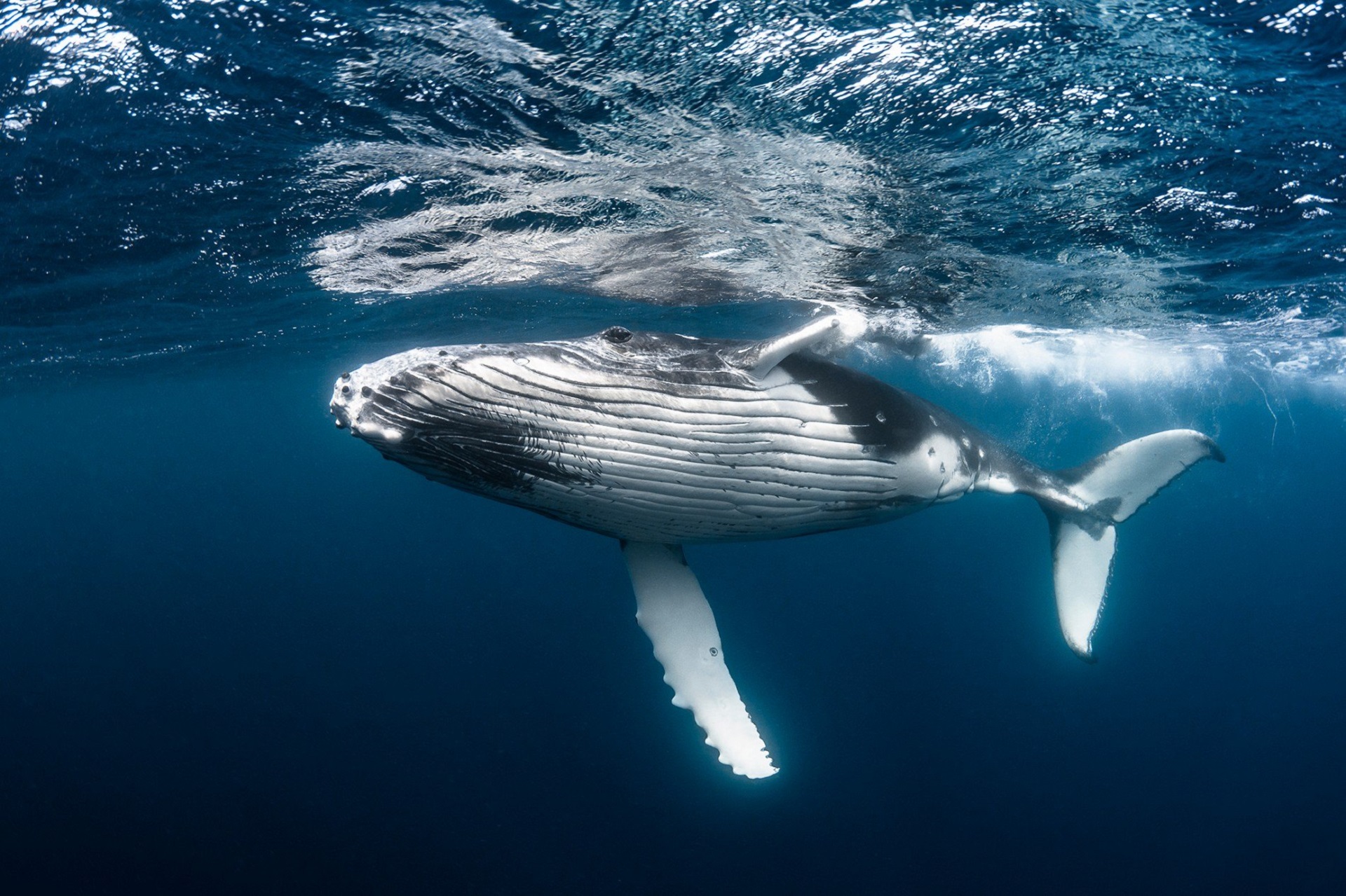 Téléchargez des papiers peints mobile Animaux, Océan, Baleine gratuitement.