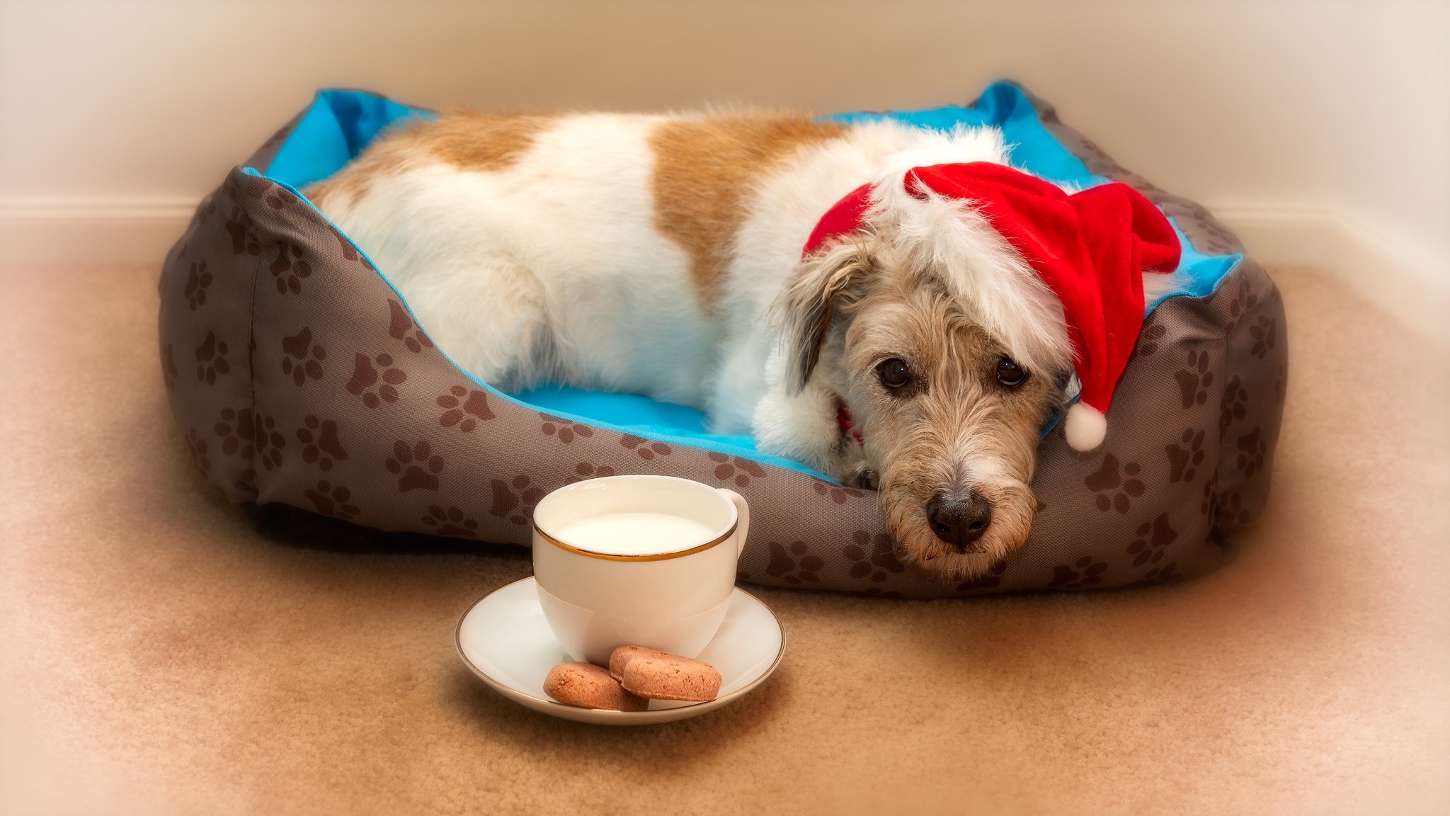 Laden Sie das Tiere, Hunde, Hund, Weihnachtsmütze-Bild kostenlos auf Ihren PC-Desktop herunter