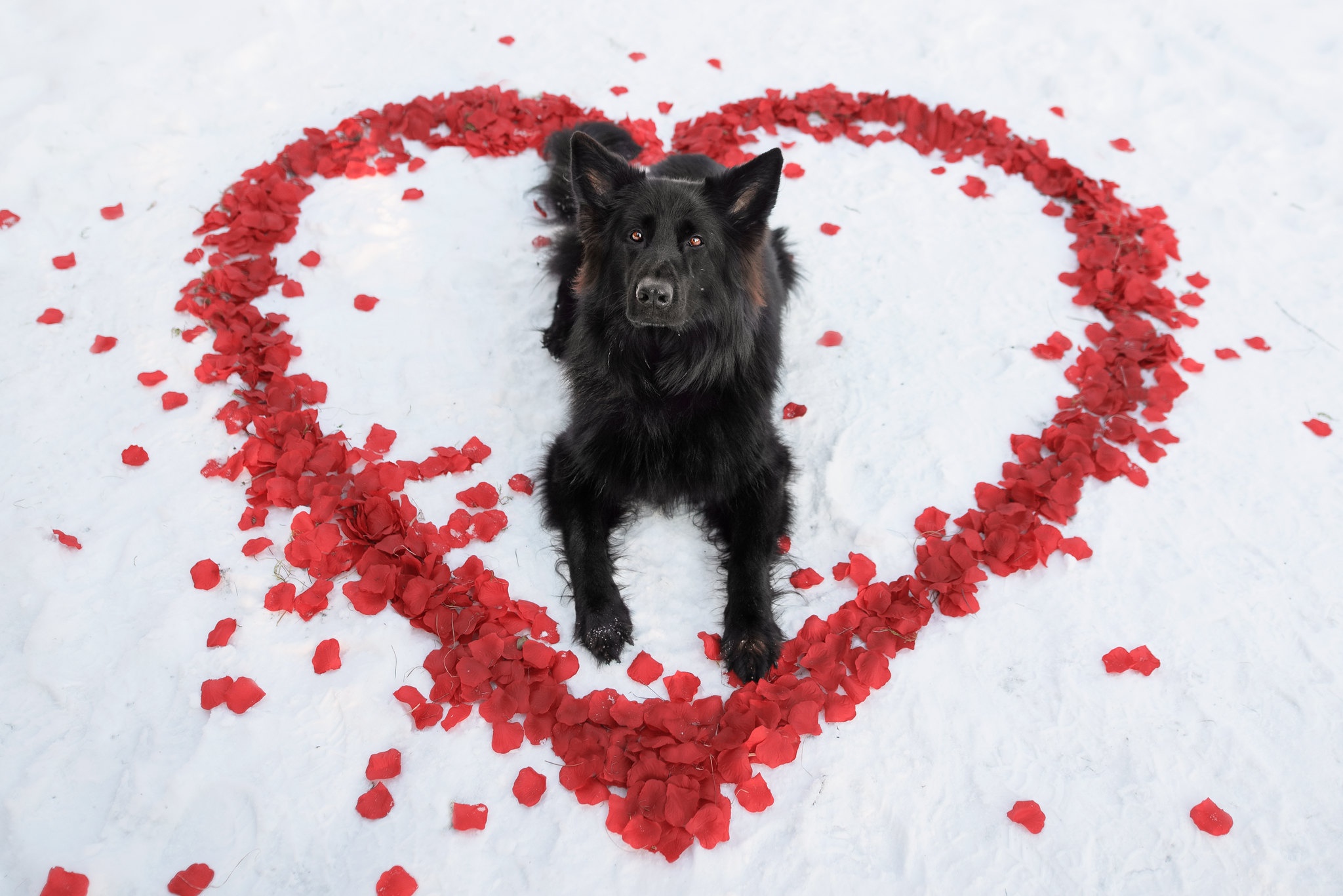 Free download wallpaper Dogs, Dog, Animal, Petal, Heart Shaped on your PC desktop