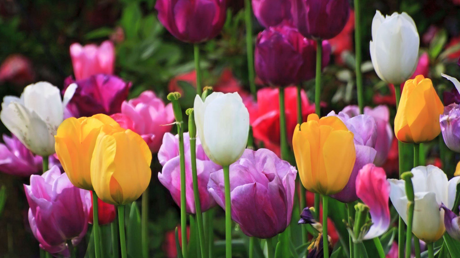 Download mobile wallpaper Field, Macro, Flowers, Motley, Plant, Multicolored, Tulips for free.