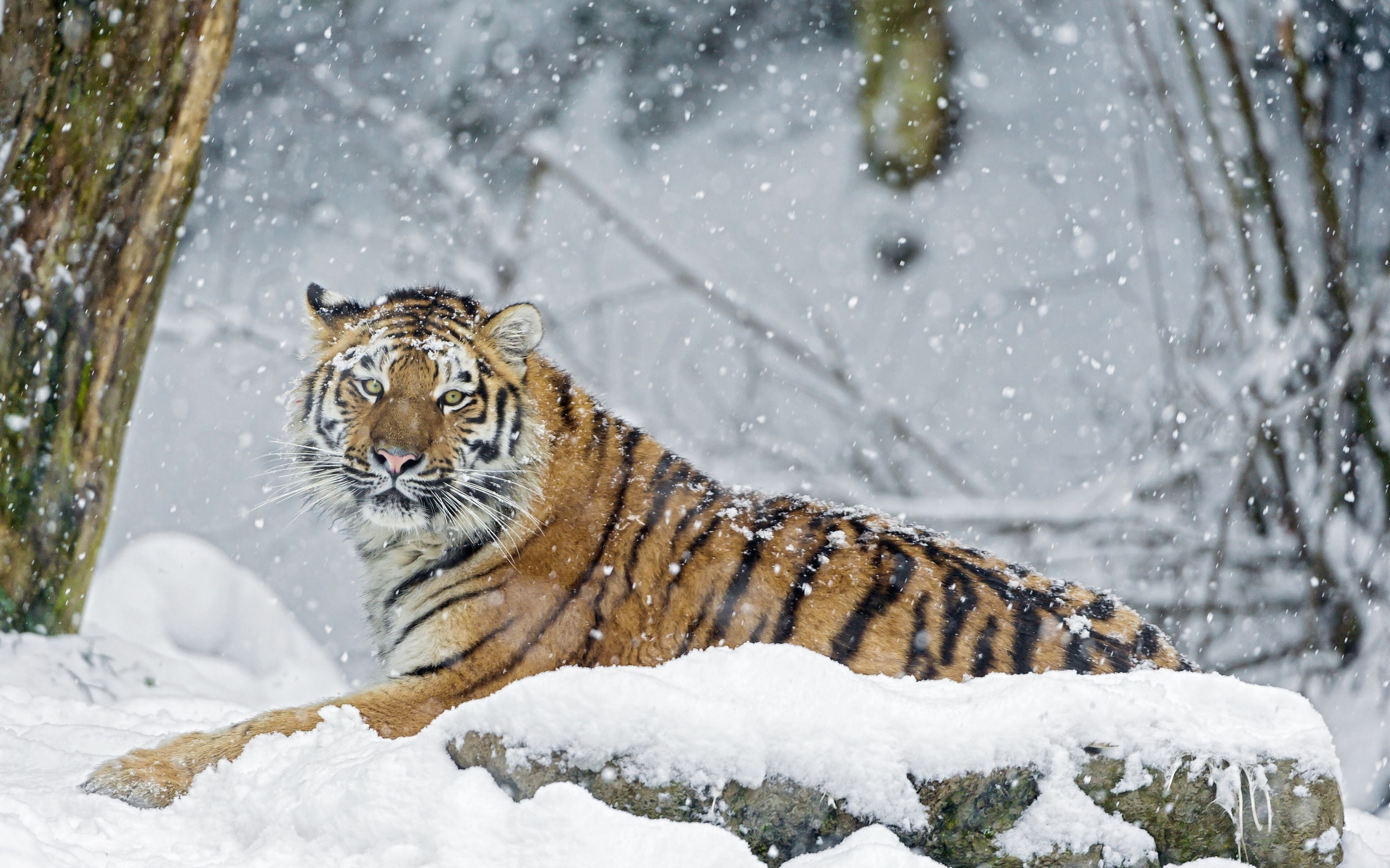 Handy-Wallpaper Tiere, Katzen, Tiger kostenlos herunterladen.