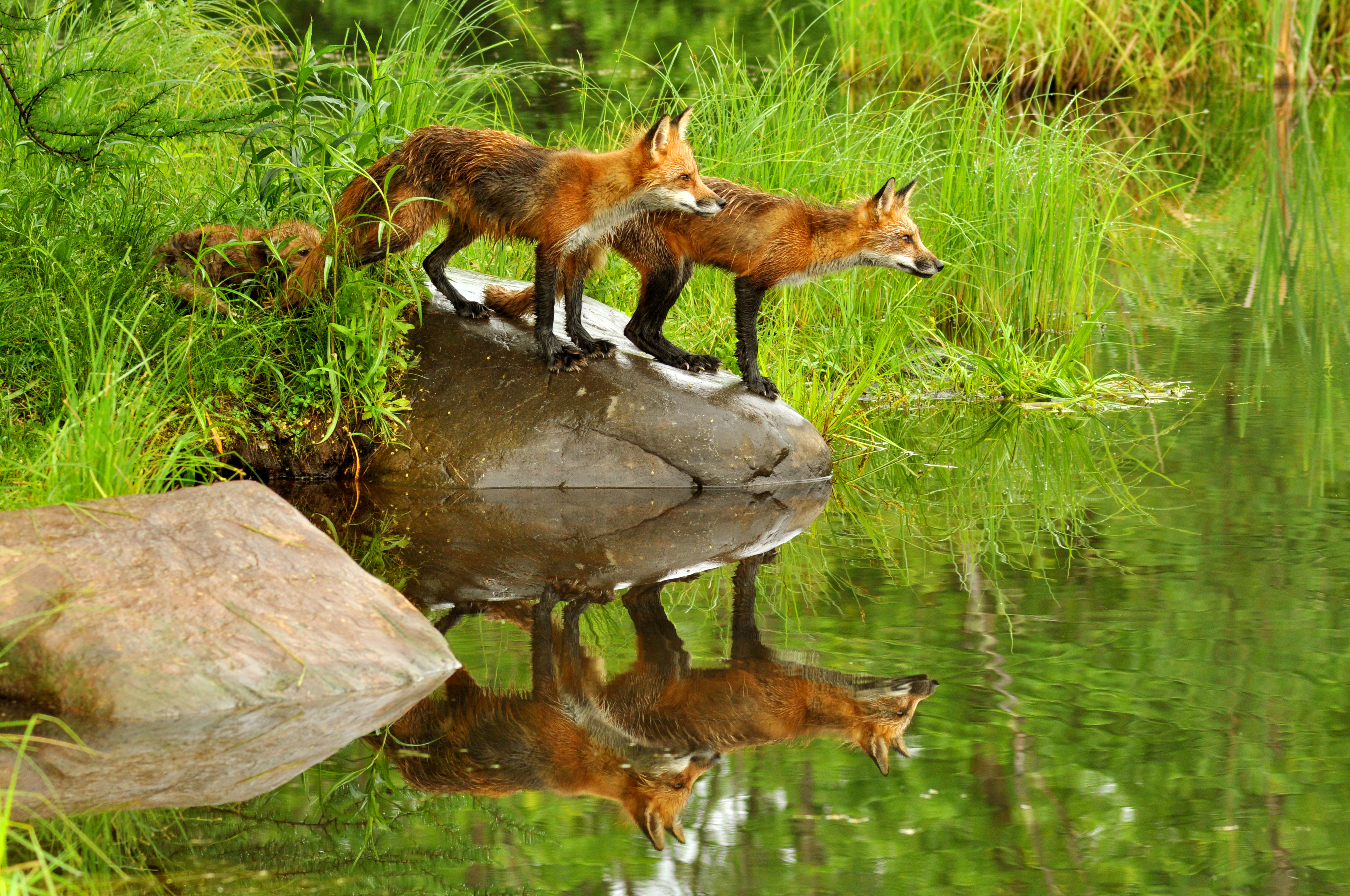 Download mobile wallpaper Nature, Fox, Reflection, Animal for free.