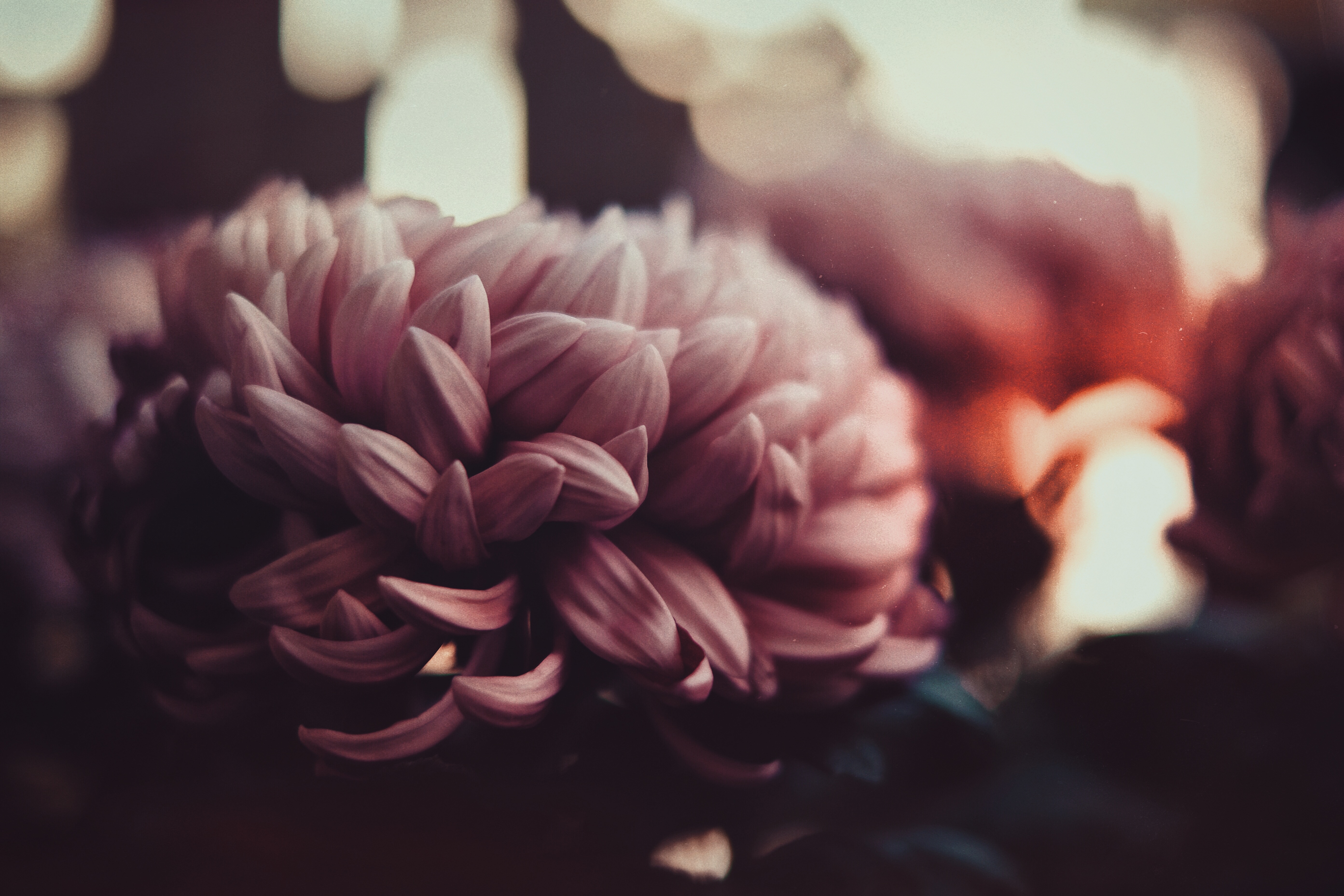 petals, flowers, peonies, blur, smooth